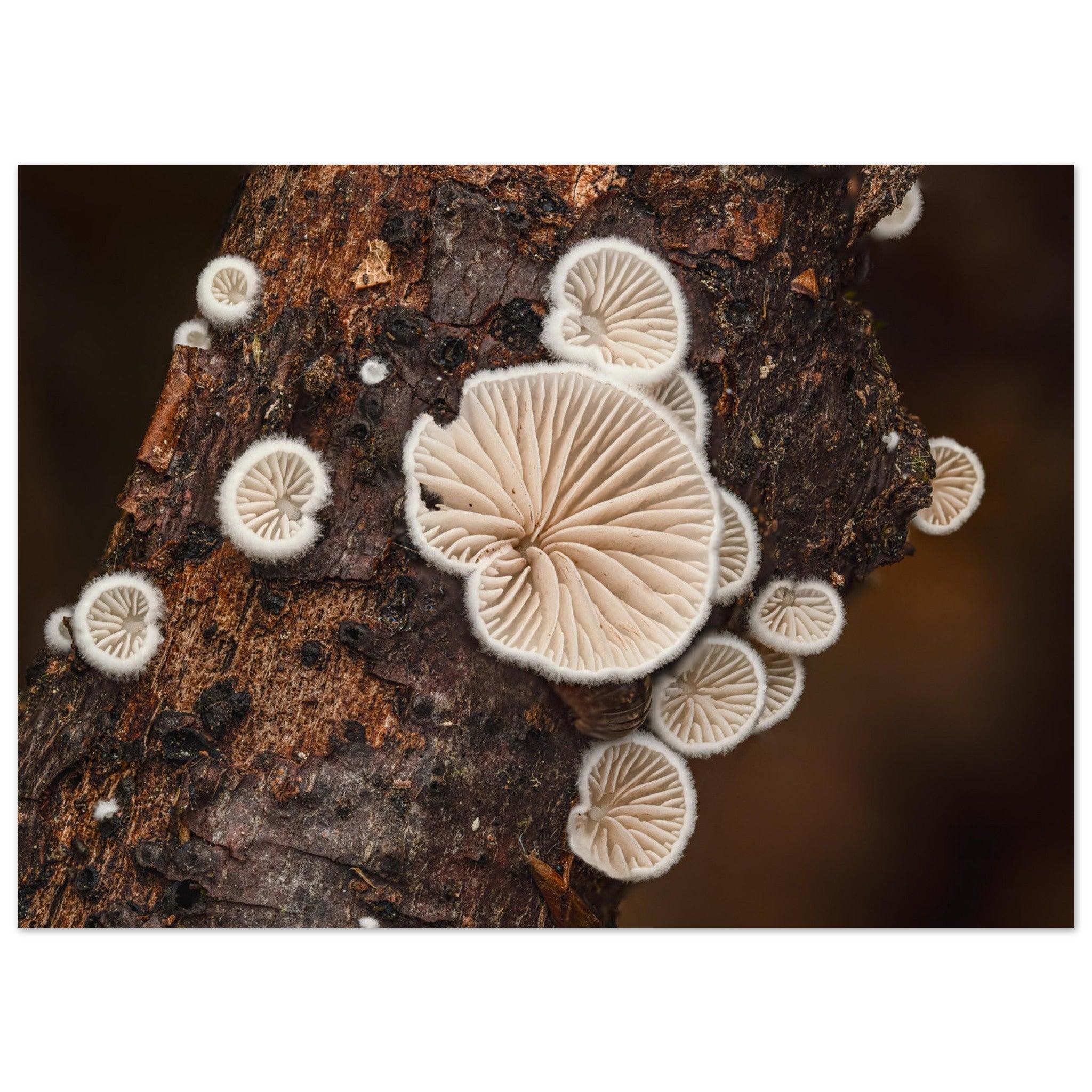 Mikrokosmos im Gleichgewicht: Pilzformation am Baumstamm - Printree.ch Foto, Fotografie, Makro, Makrofotografie, Martin_Reichenbach, Natur, pilz, wald, Waldgebiet