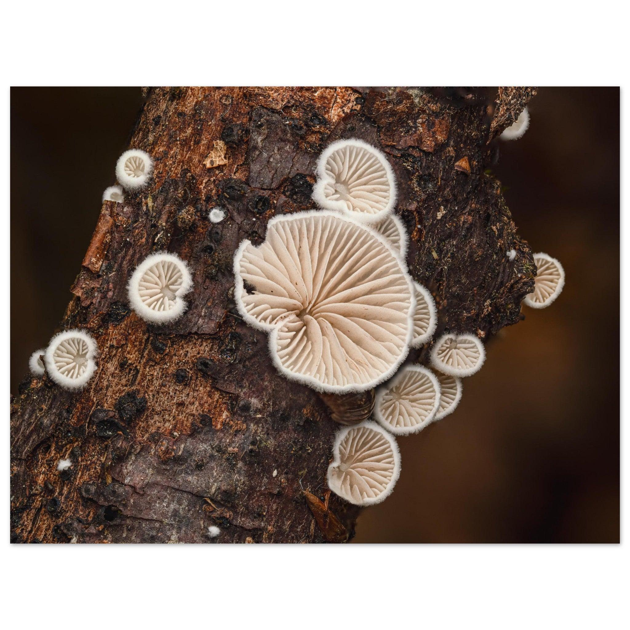 Mikrokosmos im Gleichgewicht: Pilzformation am Baumstamm - Printree.ch Foto, Fotografie, Makro, Makrofotografie, Martin_Reichenbach, Natur, pilz, wald, Waldgebiet