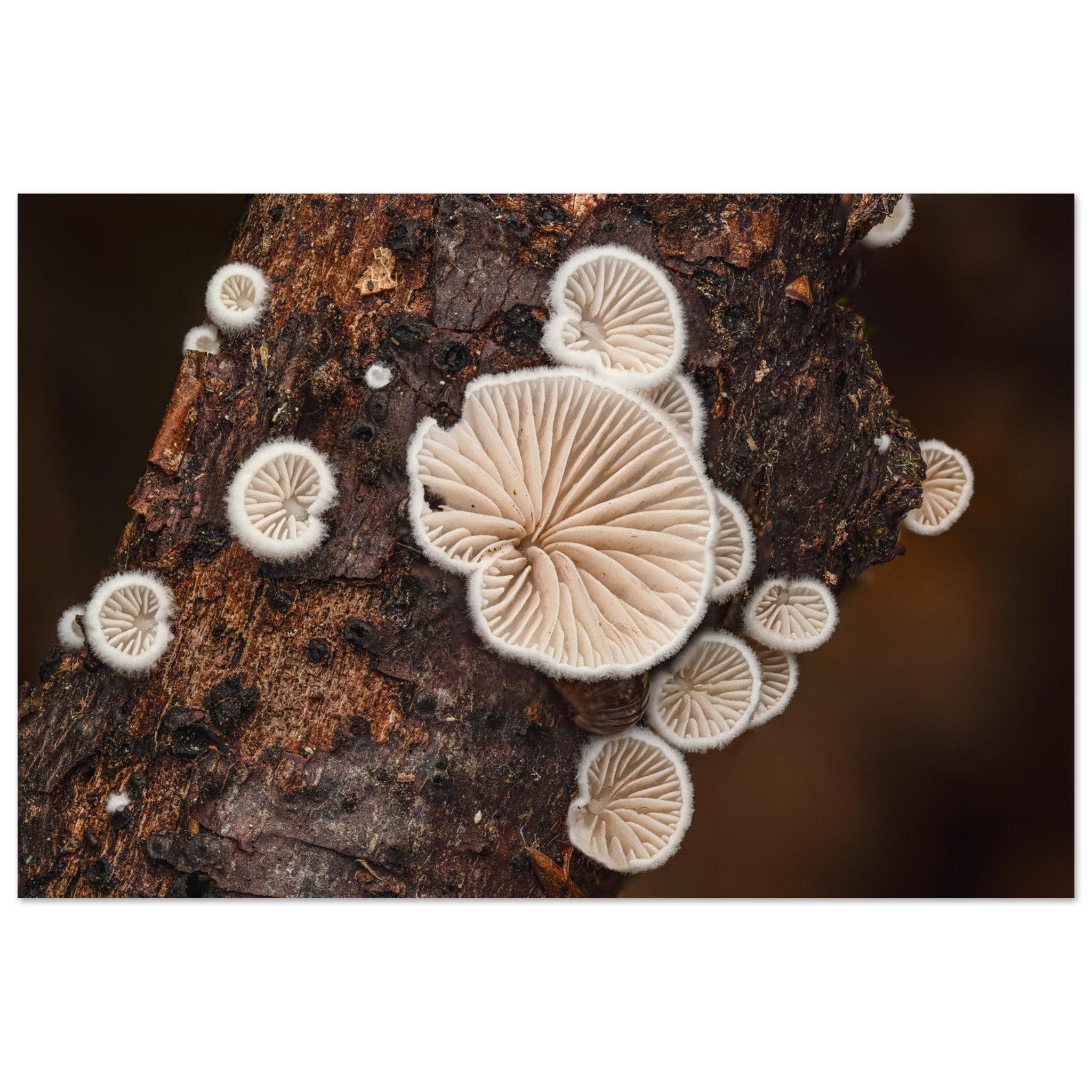 Mikrokosmos im Gleichgewicht: Pilzformation am Baumstamm - Printree.ch Foto, Fotografie, Makro, Makrofotografie, Martin_Reichenbach, Natur, pilz, wald, Waldgebiet