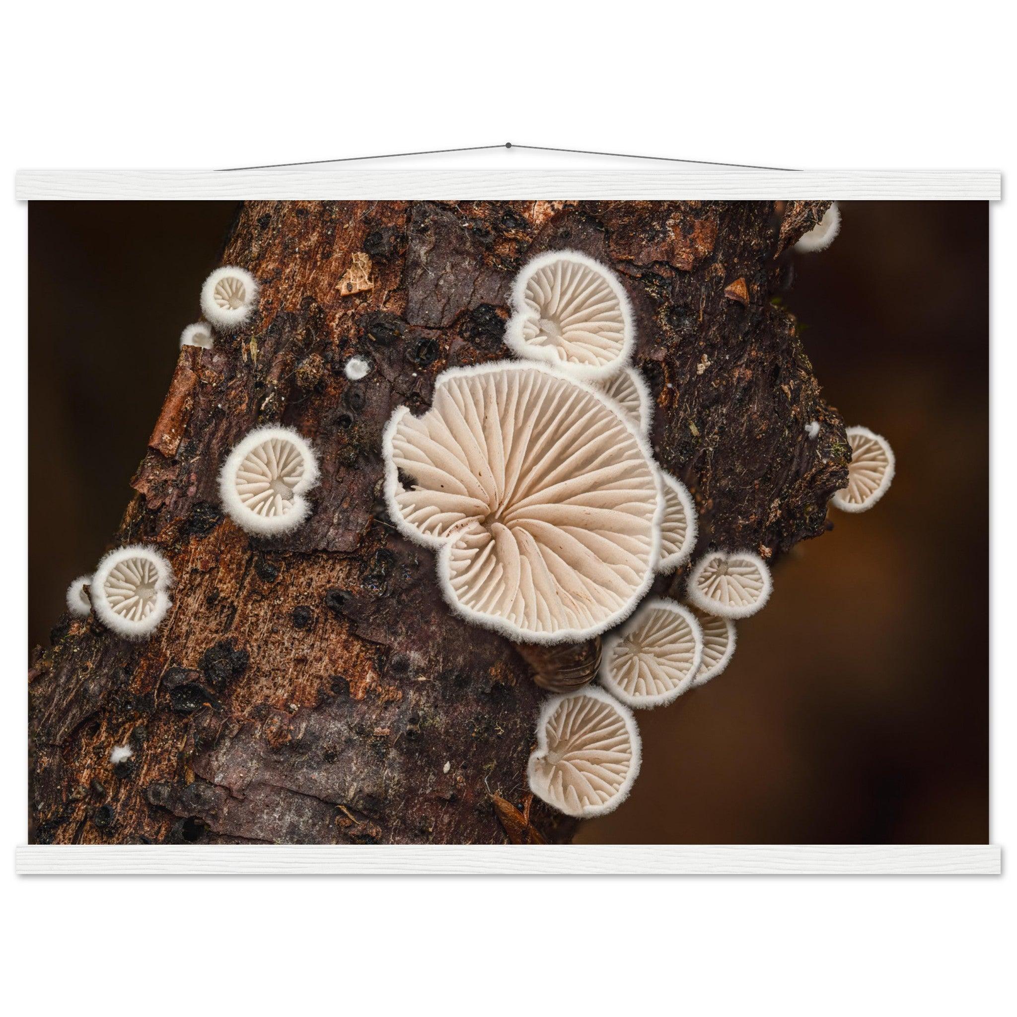 Mikrokosmos im Gleichgewicht: Pilzformation am Baumstamm - Printree.ch Foto, Fotografie, Makro, Makrofotografie, Martin_Reichenbach, Natur, pilz, wald, Waldgebiet