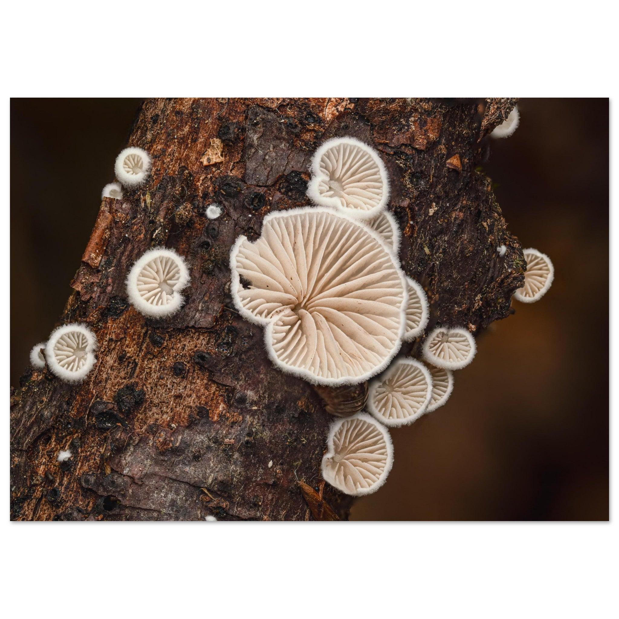 Mikrokosmos im Gleichgewicht: Pilzformation am Baumstamm - Printree.ch Foto, Fotografie, Makro, Makrofotografie, Martin_Reichenbach, Natur, pilz, wald, Waldgebiet