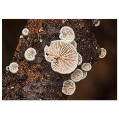 Mikrokosmos im Gleichgewicht: Pilzformation am Baumstamm - Printree.ch Foto, Fotografie, Makro, Makrofotografie, Martin_Reichenbach, Natur, pilz, wald, Waldgebiet