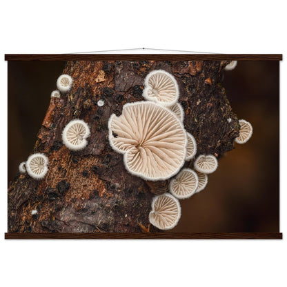 Mikrokosmos im Gleichgewicht: Pilzformation am Baumstamm - Printree.ch Foto, Fotografie, Makro, Makrofotografie, Martin_Reichenbach, Natur, pilz, wald, Waldgebiet