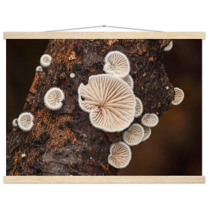 Mikrokosmos im Gleichgewicht: Pilzformation am Baumstamm - Printree.ch Foto, Fotografie, Makro, Makrofotografie, Martin_Reichenbach, Natur, pilz, wald, Waldgebiet