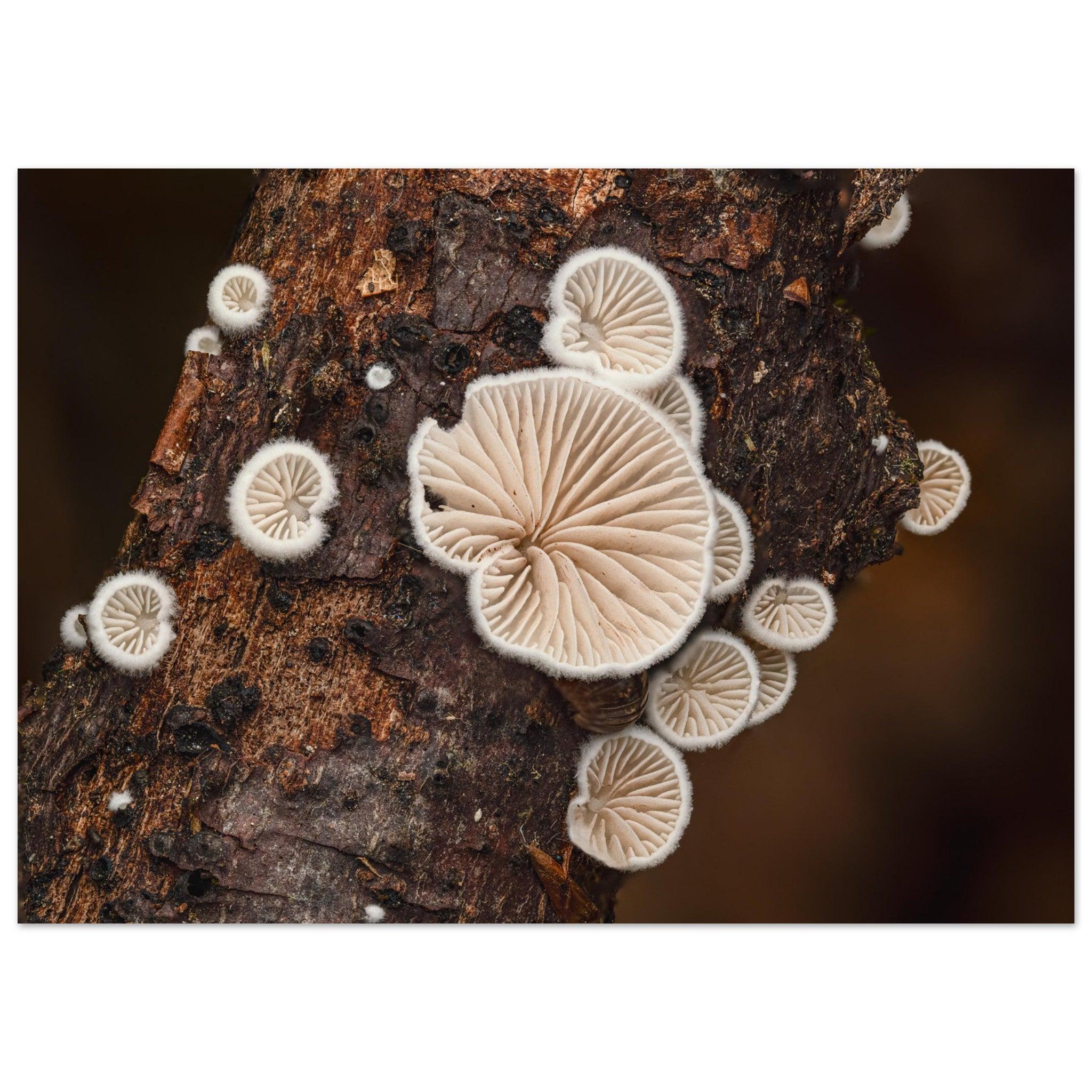 Mikrokosmos im Gleichgewicht: Pilzformation am Baumstamm - Printree.ch Foto, Fotografie, Makro, Makrofotografie, Martin_Reichenbach, Natur, pilz, wald, Waldgebiet