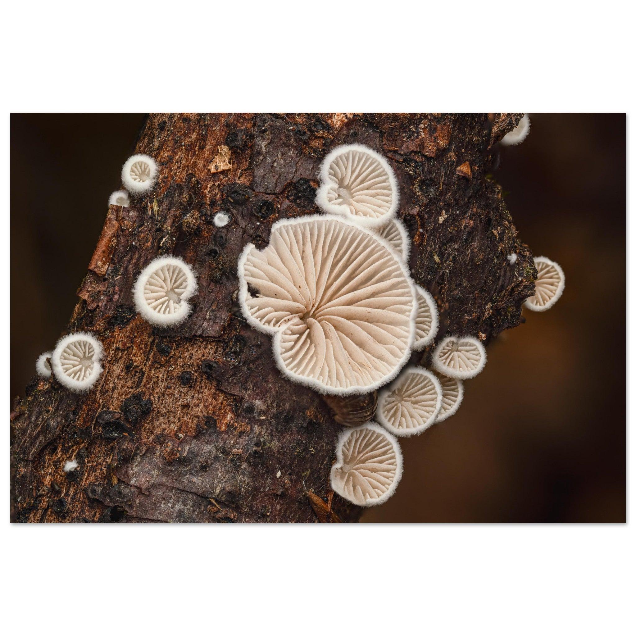 Mikrokosmos im Gleichgewicht: Pilzformation am Baumstamm - Printree.ch Foto, Fotografie, Makro, Makrofotografie, Martin_Reichenbach, Natur, pilz, wald, Waldgebiet