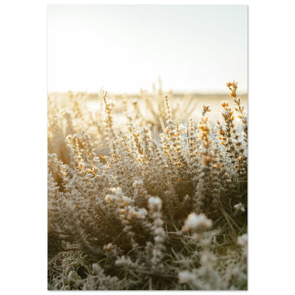 Morgentau im goldenen Licht - Printree.ch Natur, Unsplash