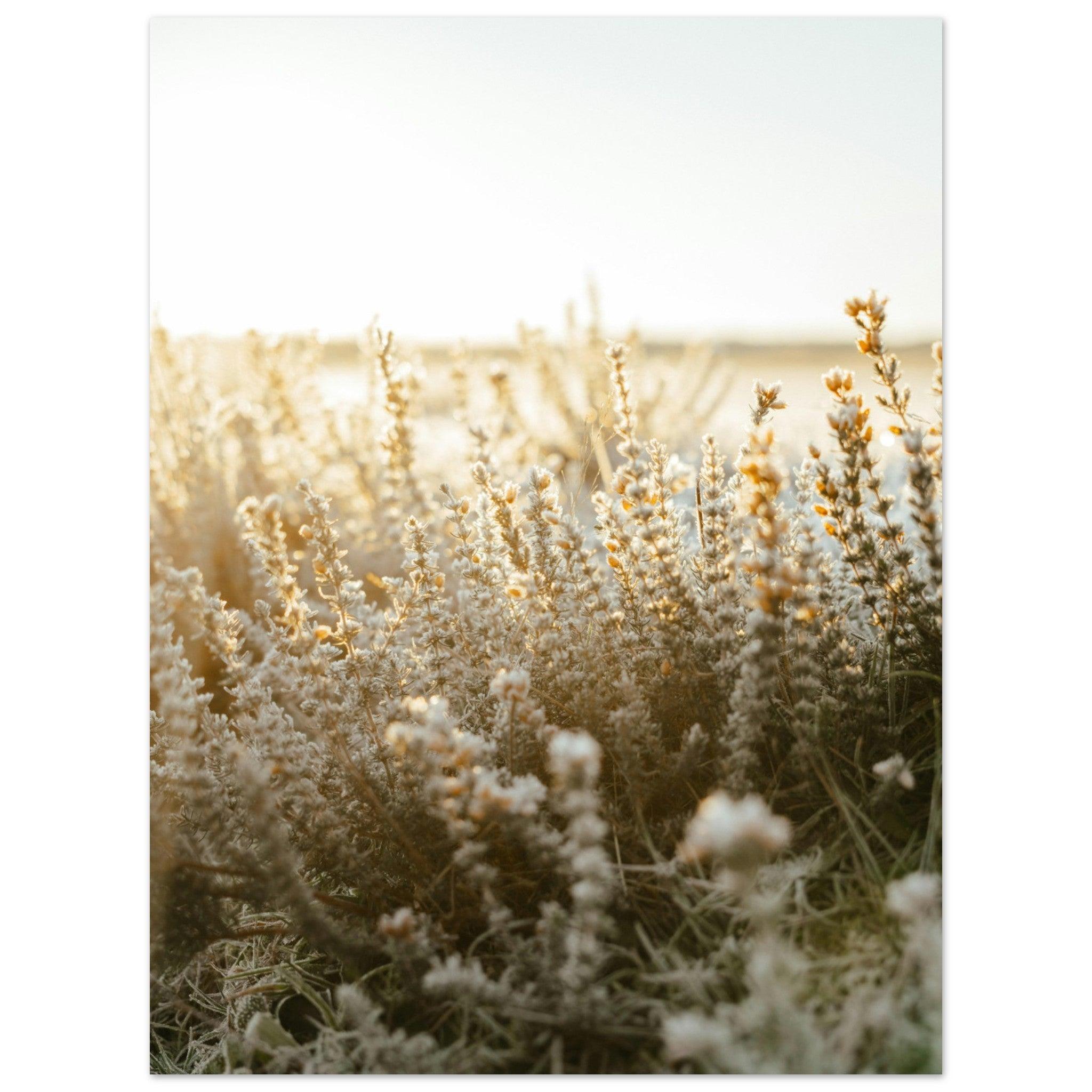 Morgentau im goldenen Licht - Printree.ch Natur, Unsplash