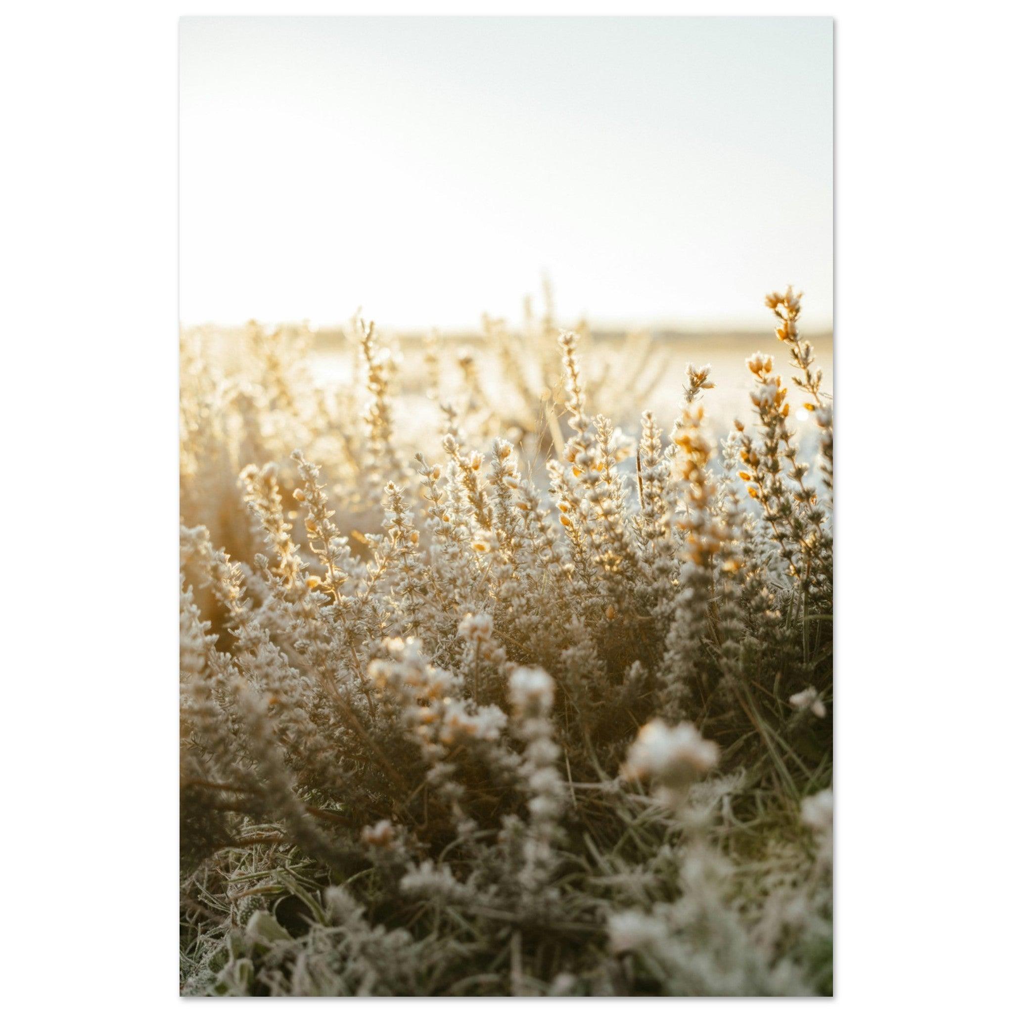 Morgentau im goldenen Licht - Printree.ch Natur, Unsplash