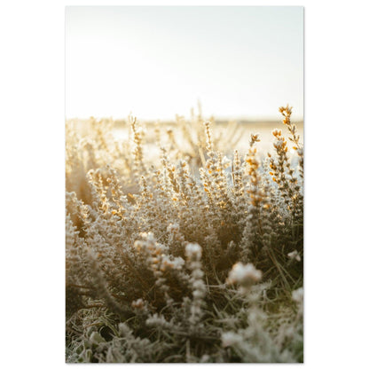 Morgentau im goldenen Licht - Printree.ch Natur, Unsplash