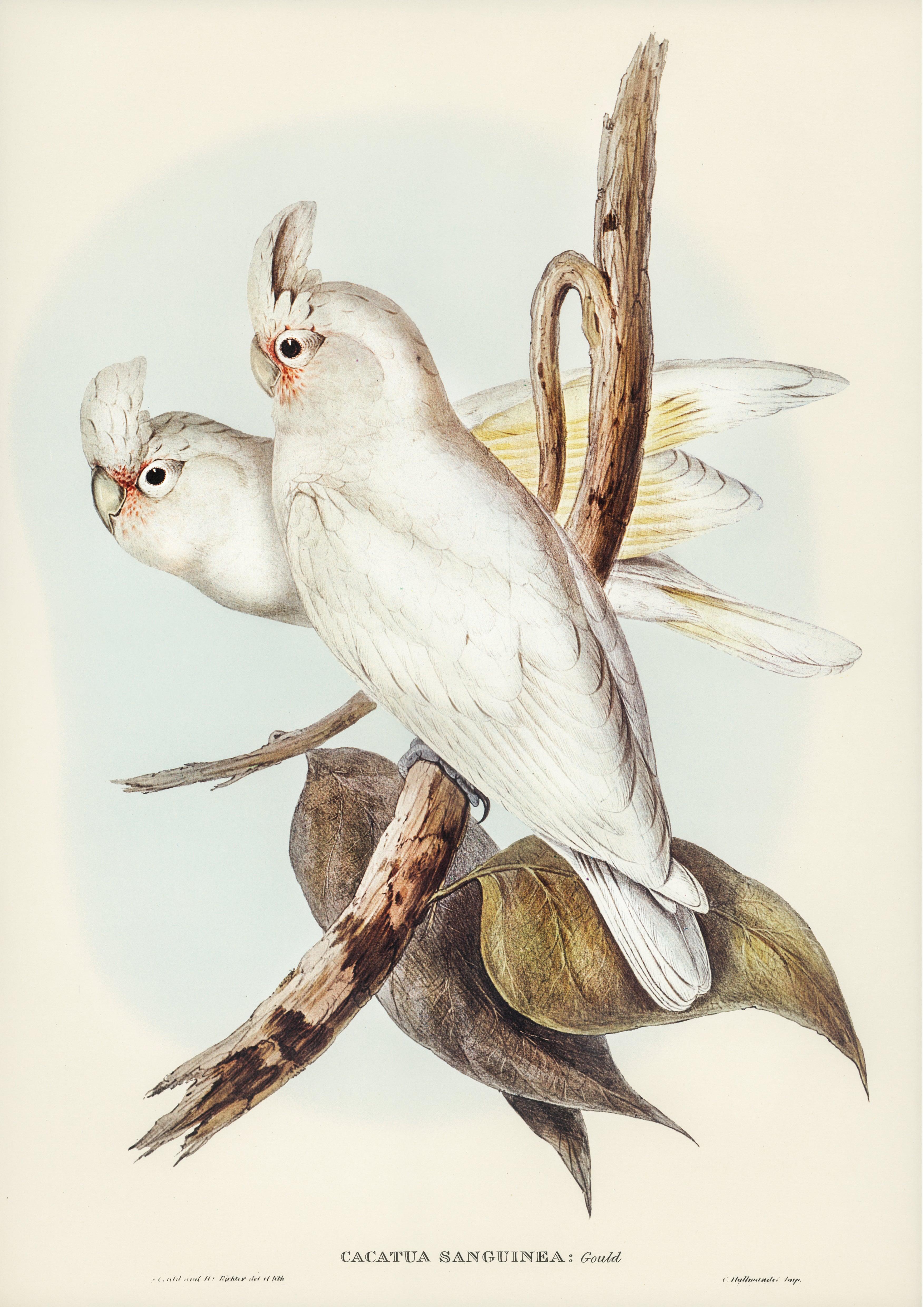 Nacktaugenkakadu (Cacatua sanguinea), auch Rotzügelkakadu - Printree.ch Aquarell, farbenfroh, Malerei, Ornithologie, Poster, Singvogel, vintage, Vogel, wildes Leben, wildlife