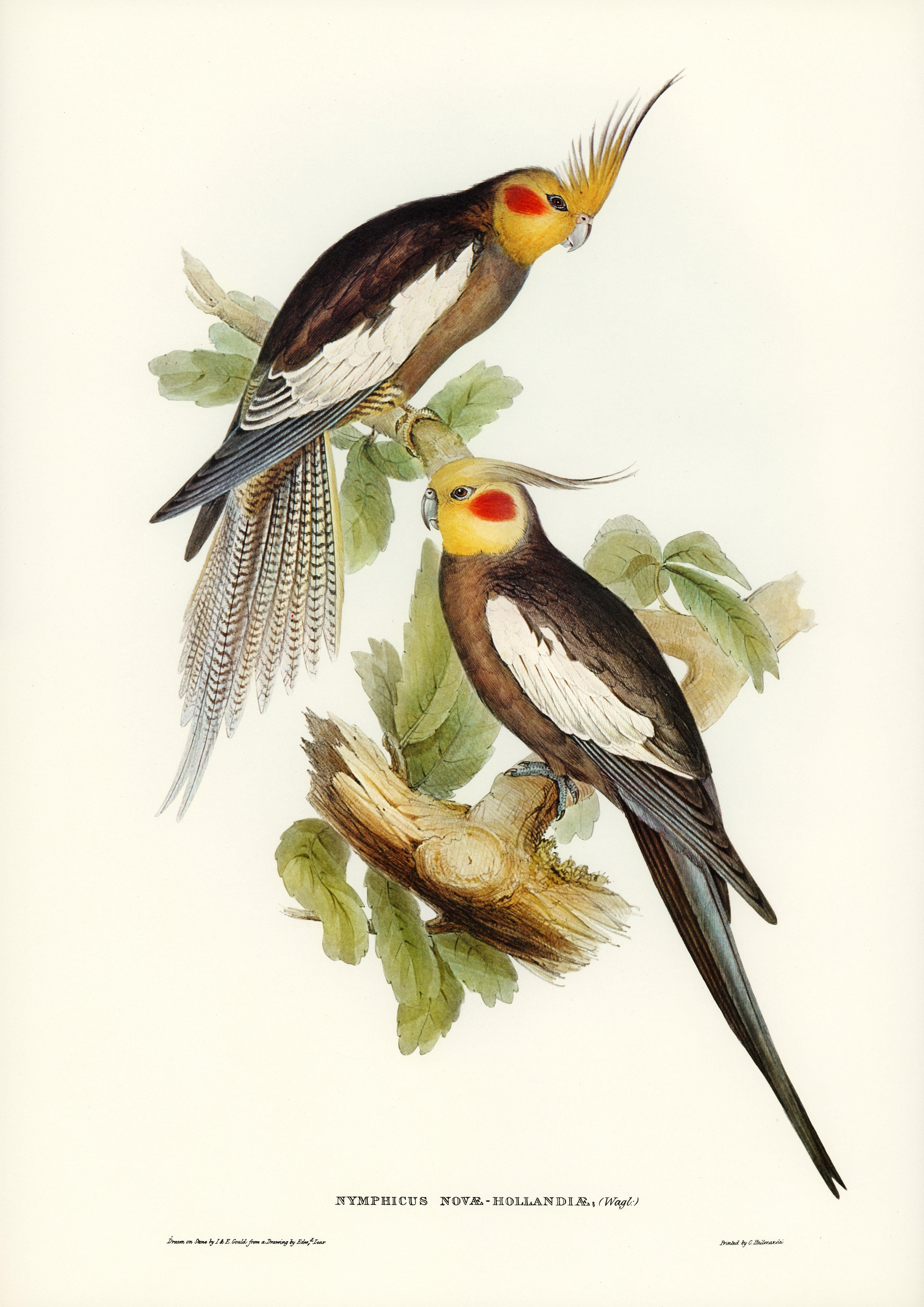 Nymphensittich.nymphicus hollandicus - Printree.ch Aquarell, farbenfroh, Malerei, Ornithologie, Poster, Singvogel, vintage, Vogel, wildes Leben, wildlife