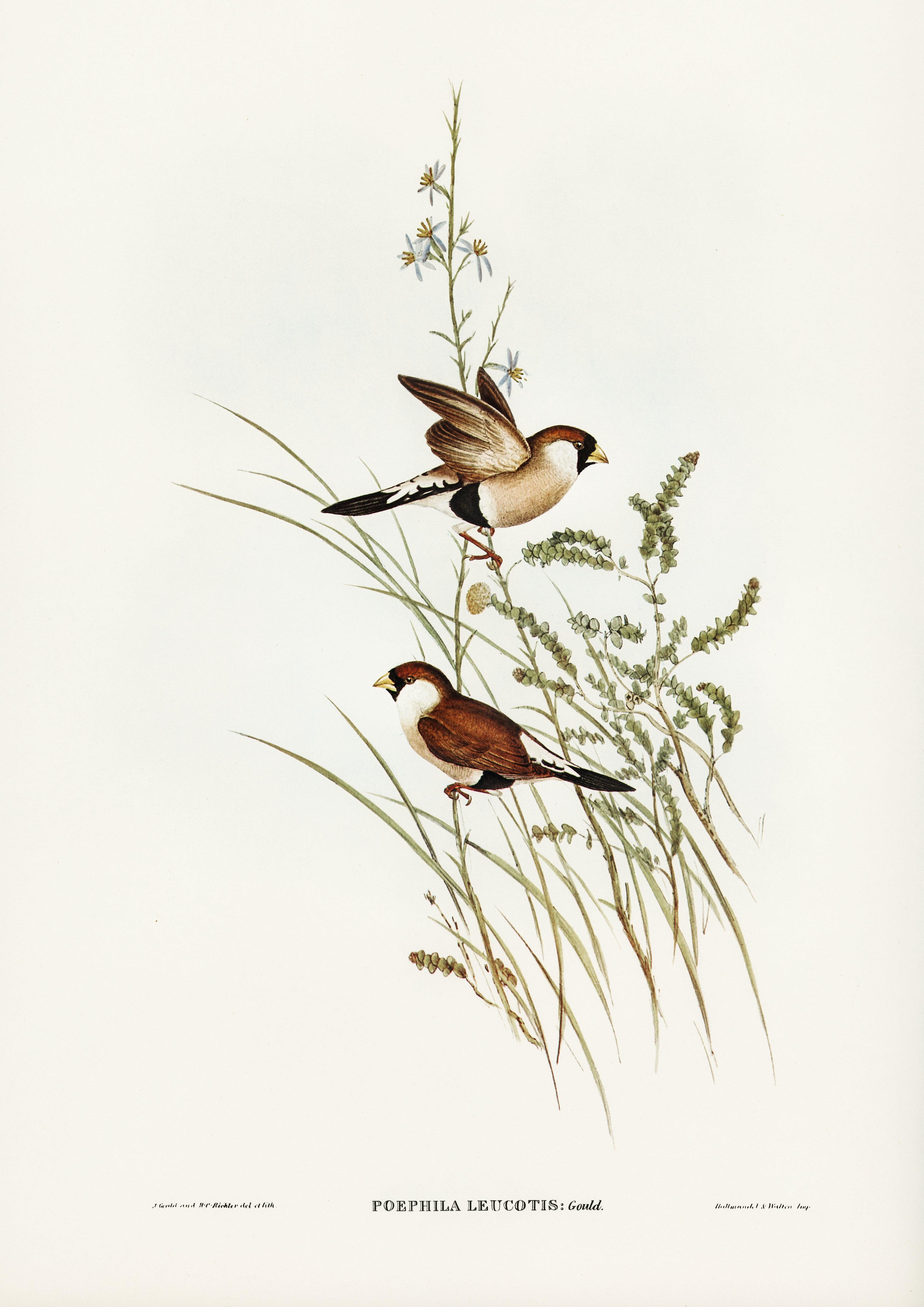 Poephila leucotis. Weißohrgrasfink. - Printree.ch Aquarell, farbenfroh, Malerei, Ornithologie, Poster, Singvogel, vintage, Vogel, wildes Leben, wildlife