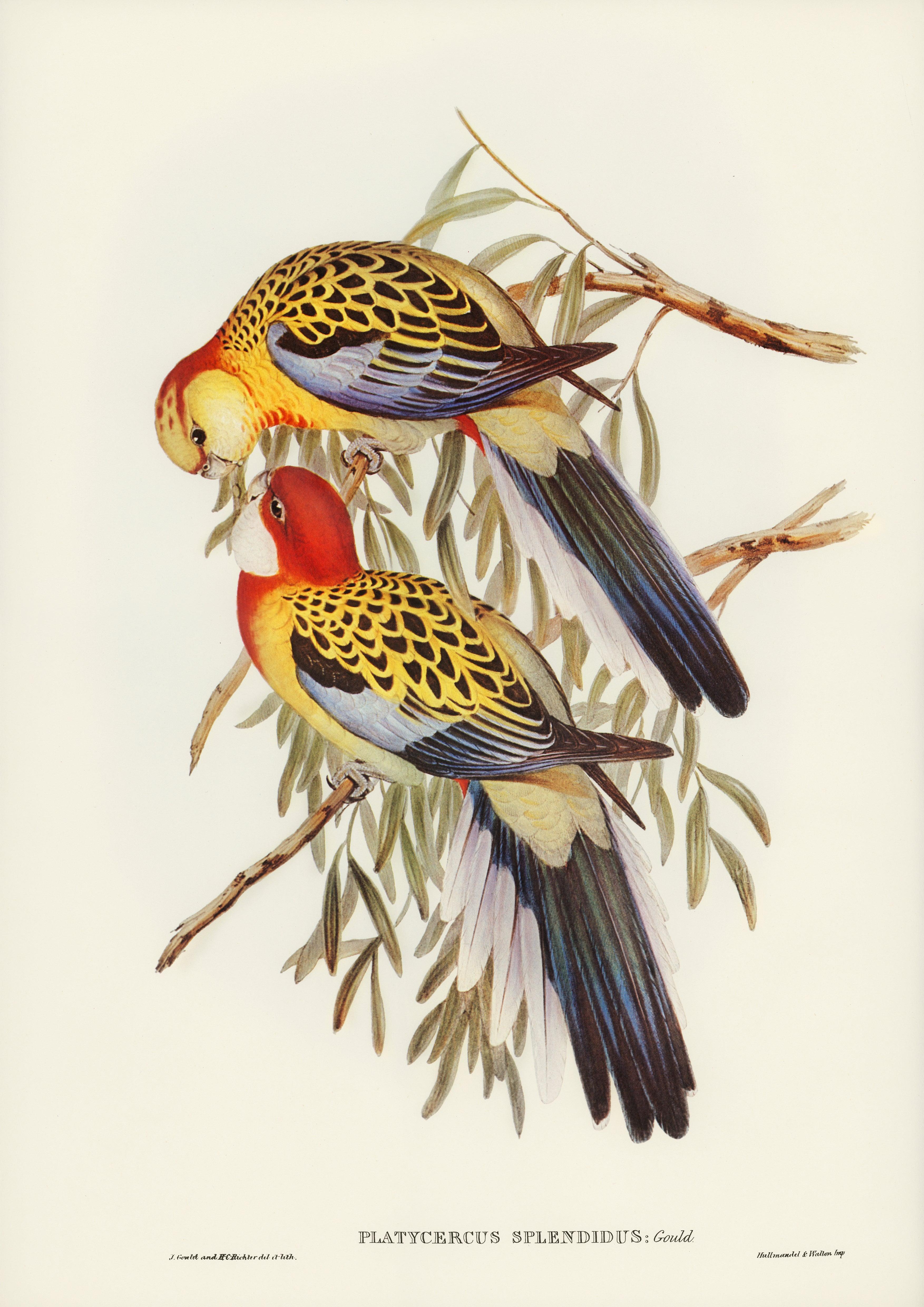 Prachtvoller Sittich, Platycercus splendidus Künstler_ John Gould - Printree.ch Aquarell, farbenfroh, Malerei, Ornithologie, Poster, Singvogel, vintage, Vogel, wildes Leben, wildlife