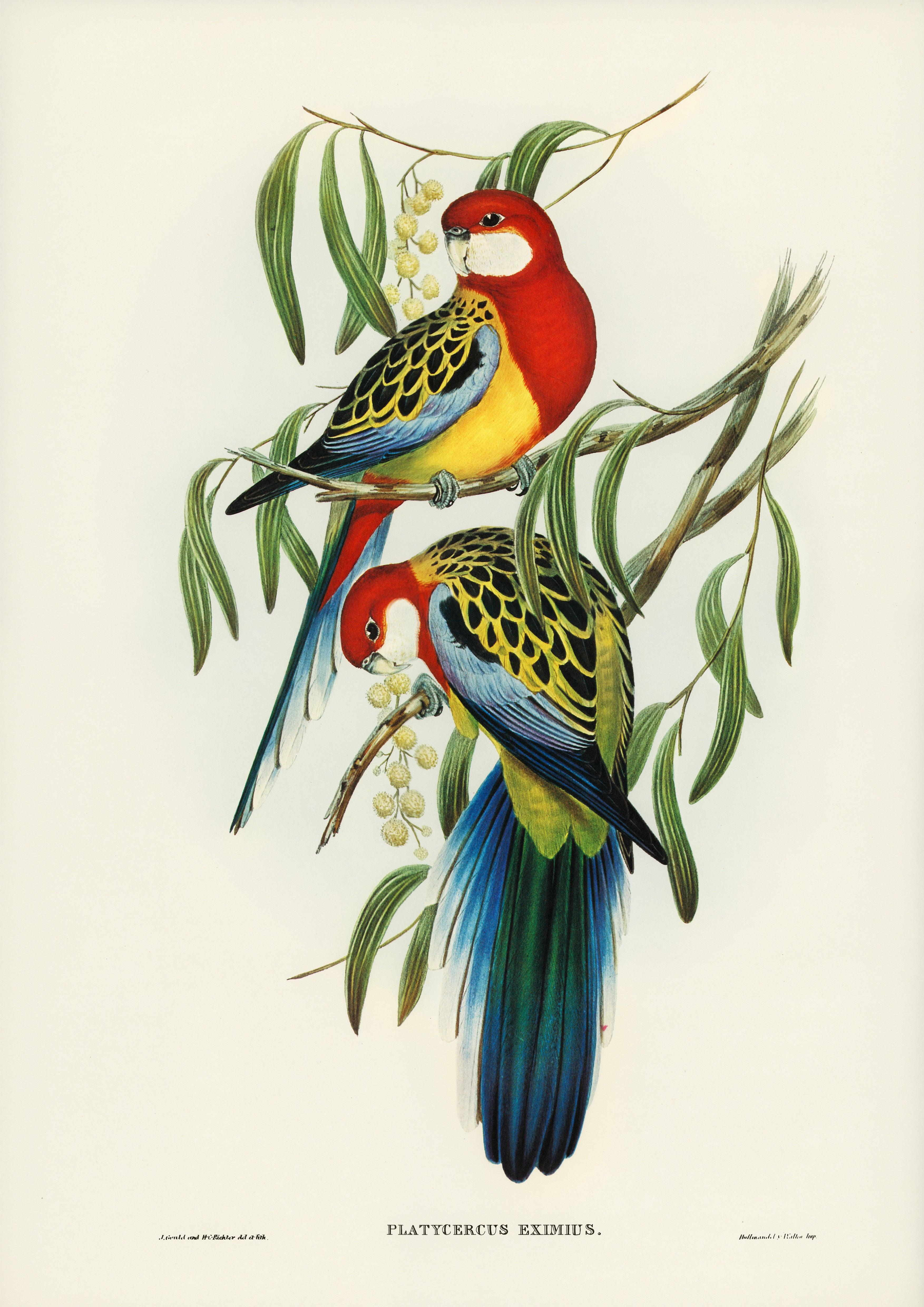 Rosellasittich (Platycercus eximius) - Printree.ch Aquarell, farbenfroh, Malerei, Ornithologie, Poster, Singvogel, vintage, Vogel, wildes Leben, wildlife