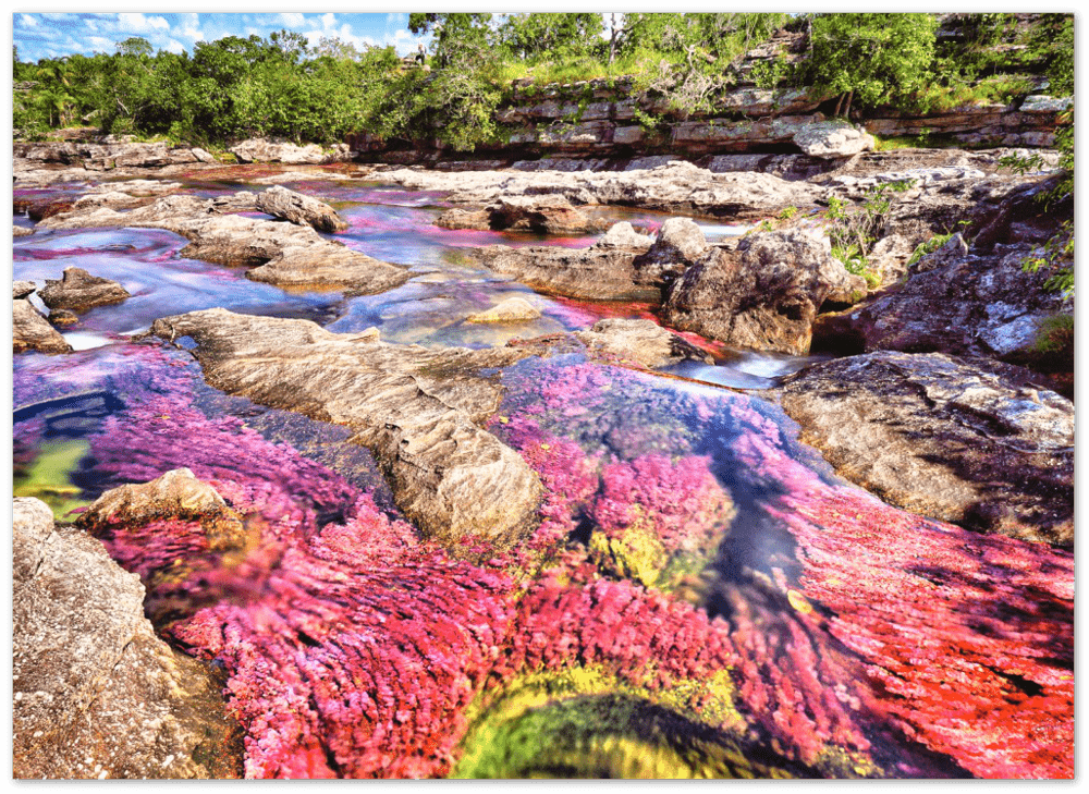 Roter Fluss Kolumbien - Printree.ch baum, einfachschweizer, erstaunliche landschaft, erstaunliche natur, exklusiv, fabelhaft, farbe, farben, fluss, Foto, Fotografie, fünf farben fluss, grün, hintergründe, kaskade, kaskaden, katalonien, kolumbien, llanos, macarena, meta, natur, naturalisieren, pflanzen, Poster, regenbogen fluss, Reisen, rosa, rot, schlucht, see, stausee, Südamerika, tierra, tälern, vida