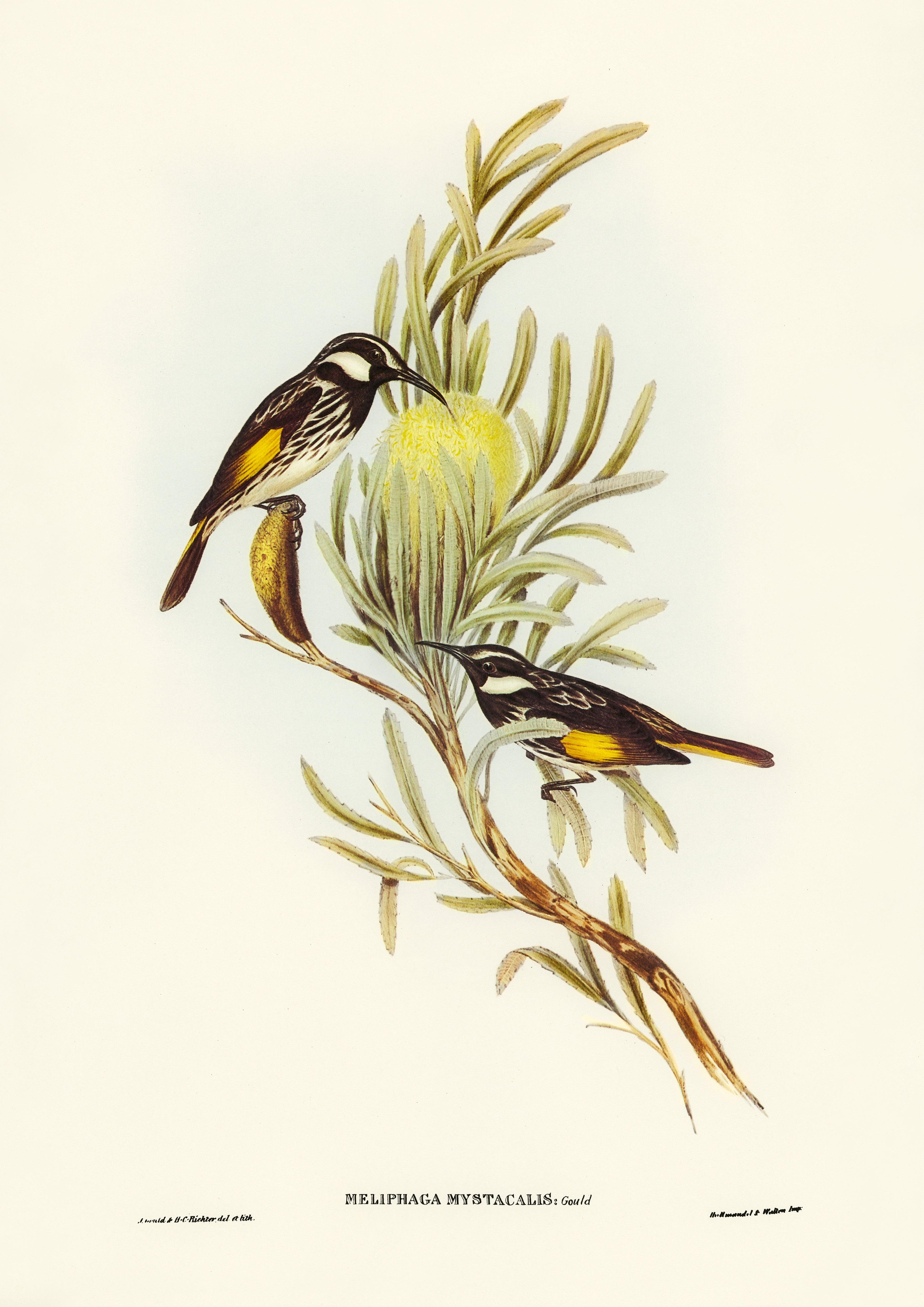 Schnurrbärtiger Honigfresser (Meliphaga mystacalis) - Printree.ch Aquarell, farbenfroh, Malerei, Ornithologie, Poster, Singvogel, vintage, Vogel, wildes Leben, wildlife