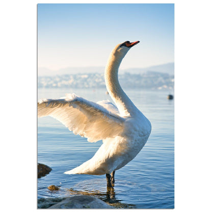 Schwan am Morgen - Printree.ch alt, architektur, blau, blick, brücke, eifach-züri, europa, europäisch, fluss, gebäude, grossmünster, innenstadt, kathedrale, kirche, limmat, panorama, reisen, schweiz, schweizer, see, skyline, stadt, stadtbild, strasse, tourismus, turm, urban, wahrzeichen, zürich