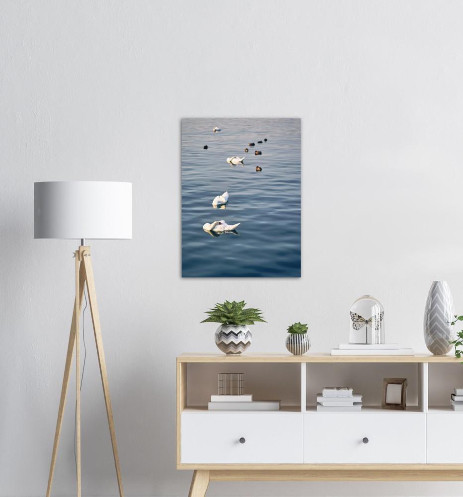 Schwäne - Printree.ch cygnus, eifach-züri, einfachschweizer, europa, europäisch, exklusiv, fluss, flügel, Foto, Fotografie, im freien, landschaft, natur, ornithologie, park, Poster, quay, reisen, schnabel, schwan, schweiz, schweizer, schwimmen, schön, see, stadt, tourist, ufer, umwelt, vögel, wasser, wasservogel, weiss, wildtiere, zoo, zurichby.ch, Zürich