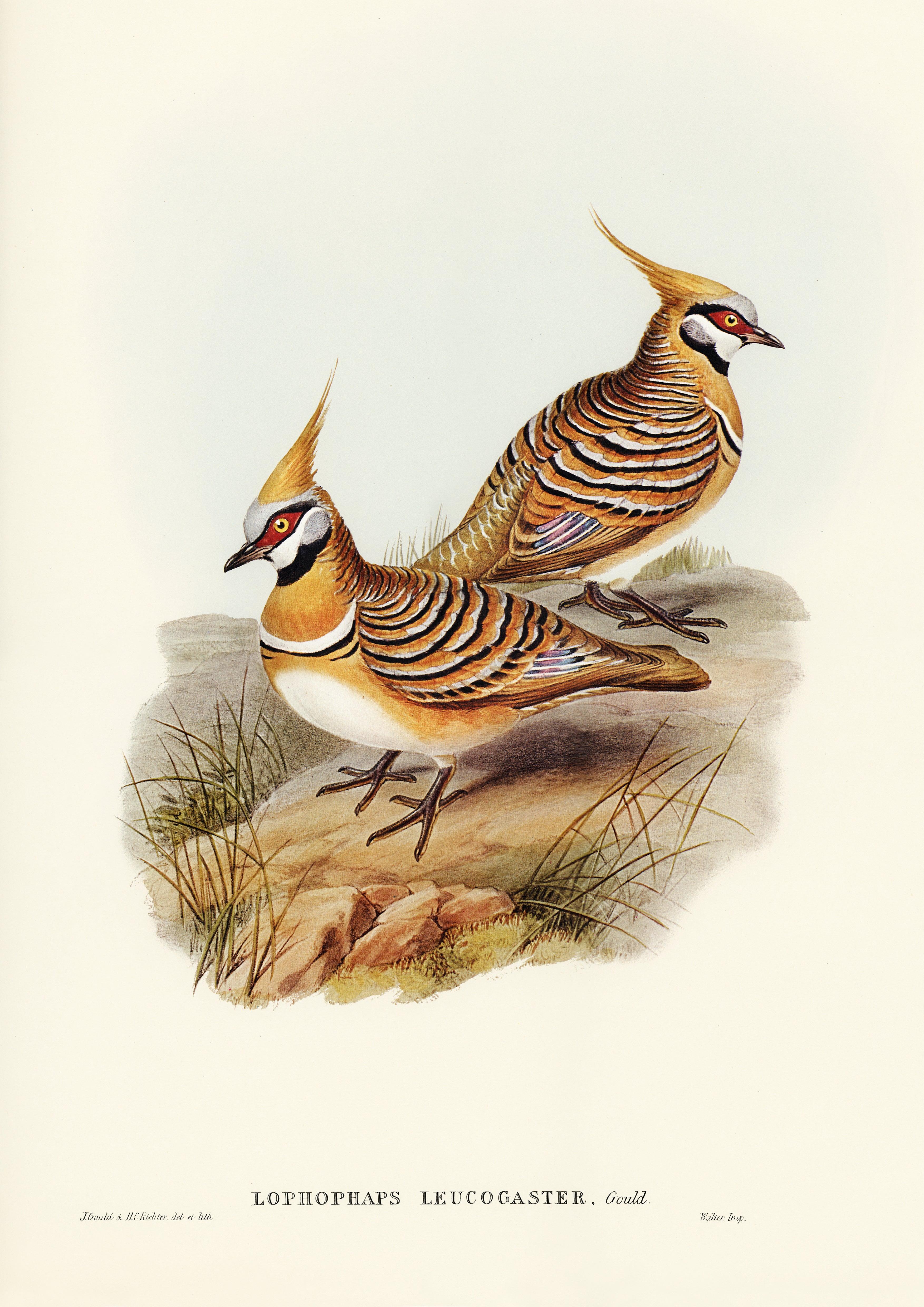 Spinifex Pigeon.jpg - Printree.ch Aquarell, farbenfroh, Malerei, Ornithologie, Poster, Singvogel, vintage, Vogel, wildes Leben, wildlife