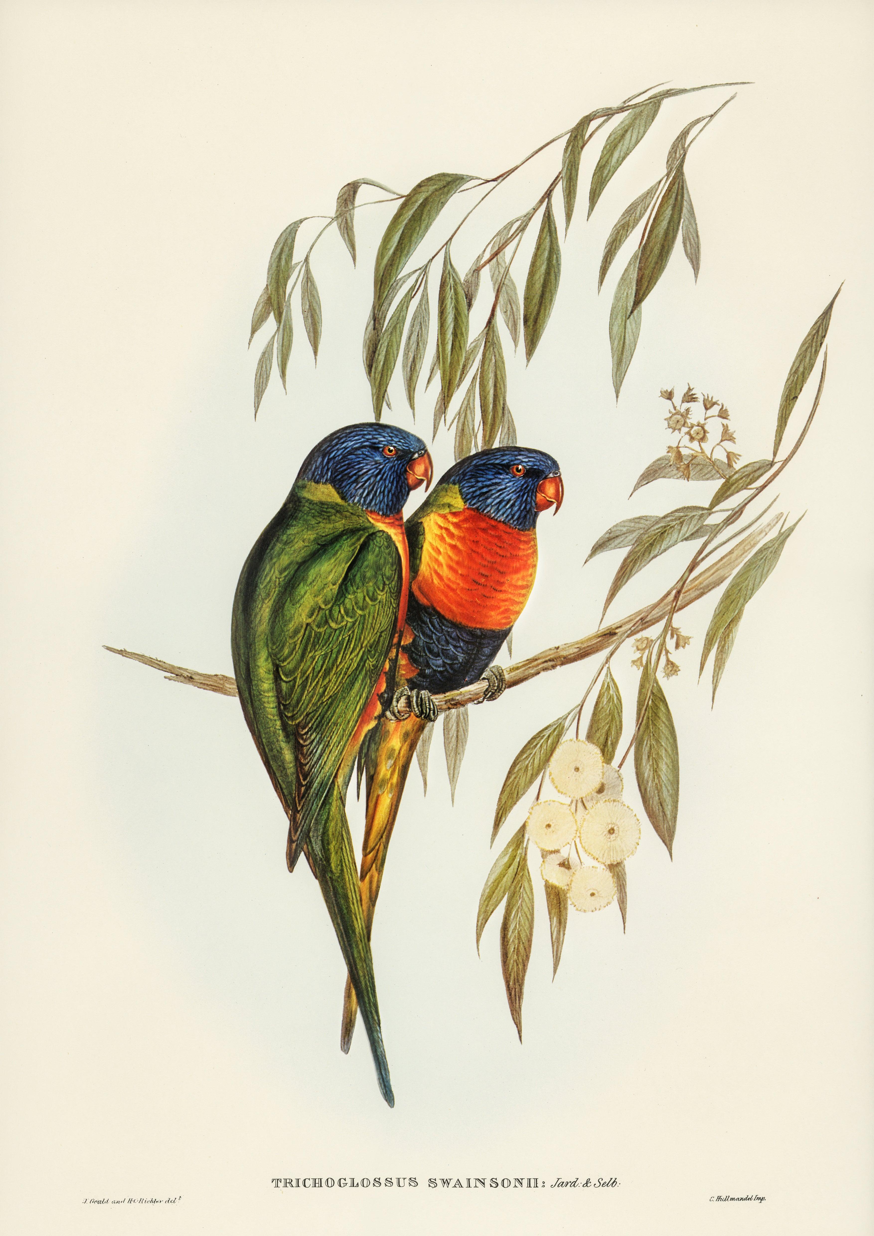 Swainsons Lorikeet (Trichoglossus Swainsonii), illustriert von Elizabeth Gould.jpg - Printree.ch Aquarell, farbenfroh, Malerei, Ornithologie, Poster, Singvogel, vintage, Vogel, wildes Leben, wildlife