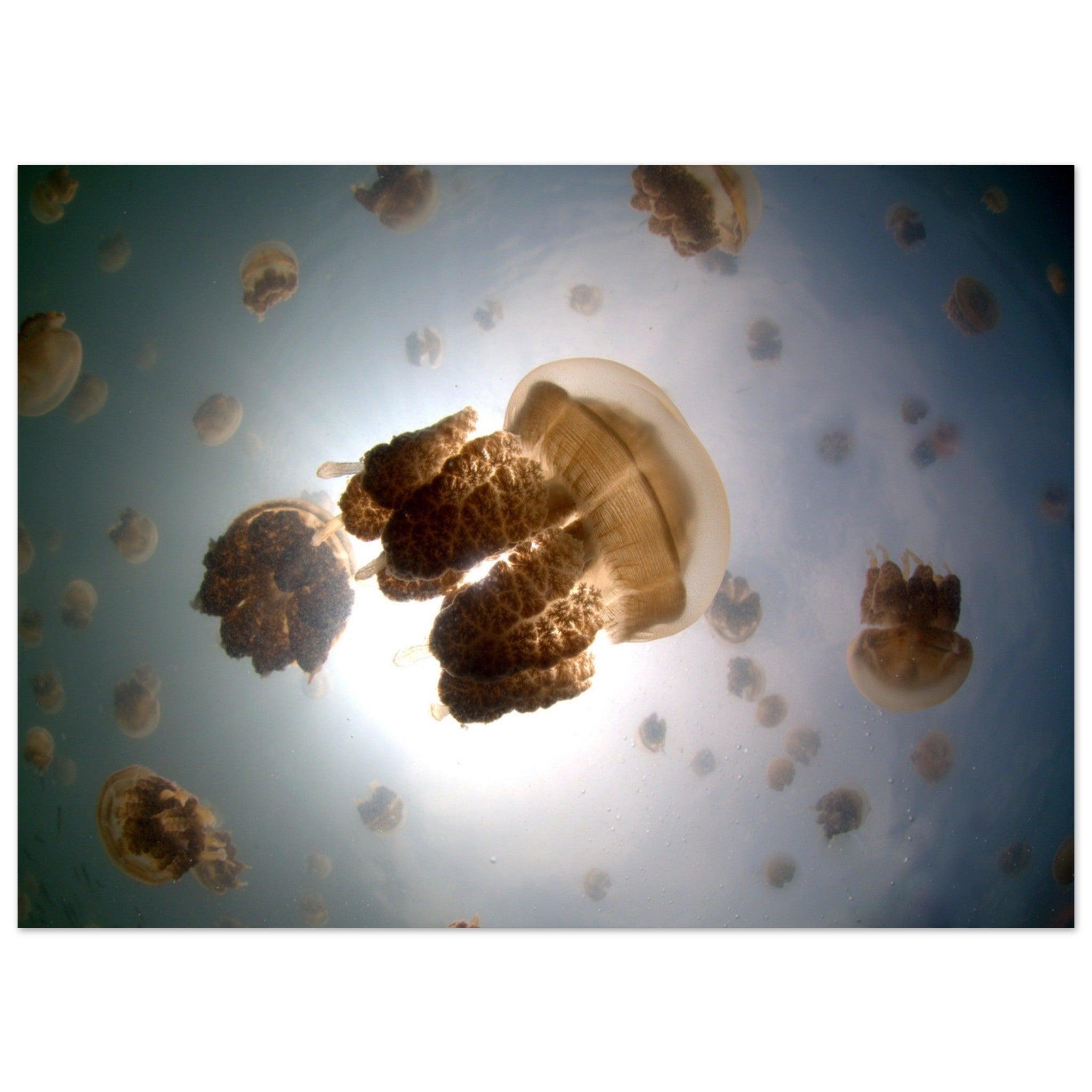 Tanz der Medusen | Jellyfish Golden - Printree.ch Fisch, Foto, Fotografie, meer, Meereslandschaft, ozean, SABRINA SIGNER, Unterwasserwelt