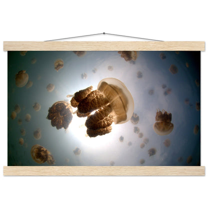 Tanz der Medusen | Jellyfish Golden - Printree.ch Fisch, Foto, Fotografie, meer, Meereslandschaft, ozean, SABRINA SIGNER, Unterwasserwelt