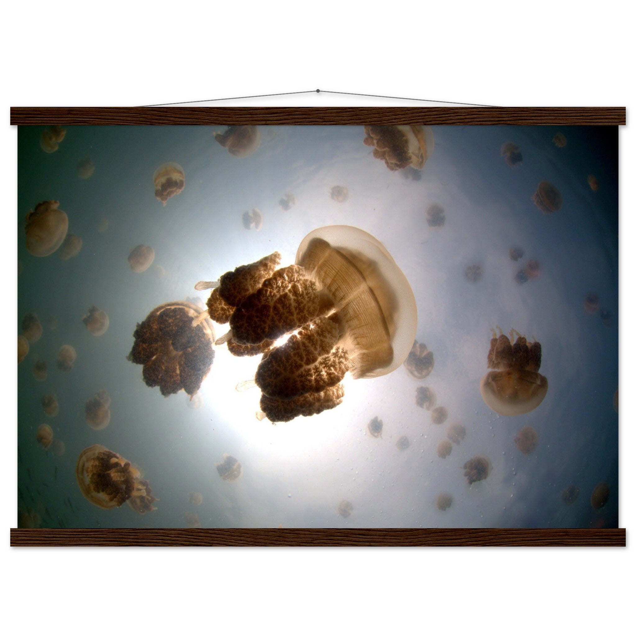 Tanz der Medusen | Jellyfish Golden - Printree.ch Fisch, Foto, Fotografie, meer, Meereslandschaft, ozean, SABRINA SIGNER, Unterwasserwelt