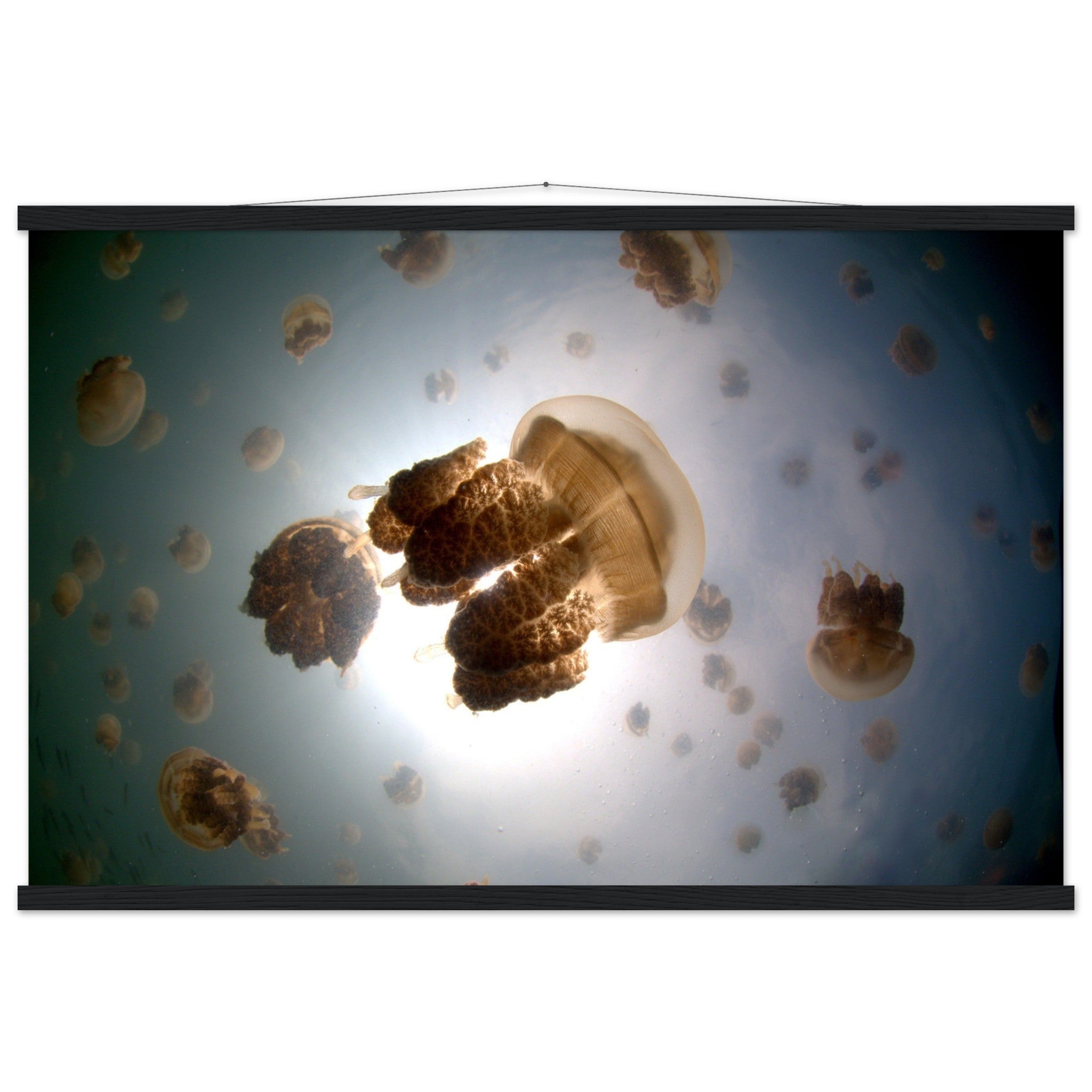 Tanz der Medusen | Jellyfish Golden - Printree.ch Fisch, Foto, Fotografie, meer, Meereslandschaft, ozean, SABRINA SIGNER, Unterwasserwelt