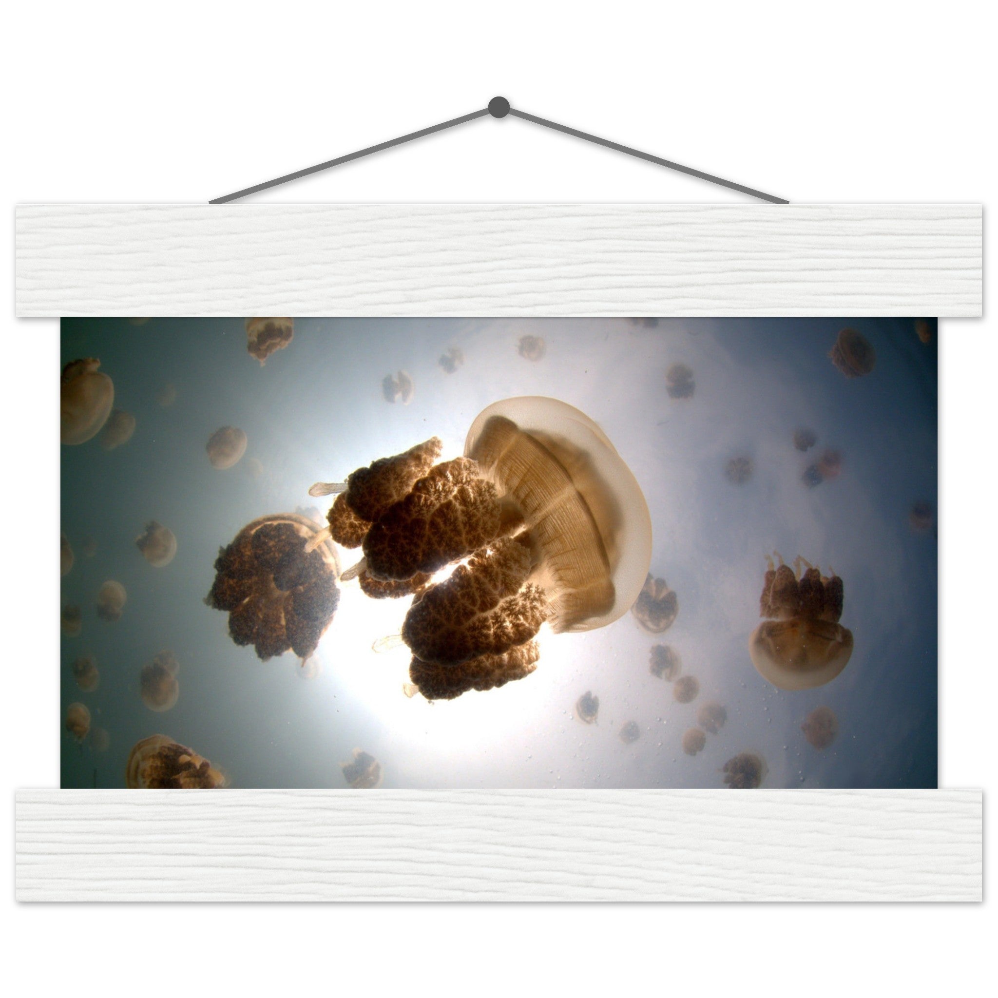 Tanz der Medusen | Jellyfish Golden - Printree.ch Fisch, Foto, Fotografie, meer, Meereslandschaft, ozean, SABRINA SIGNER, Unterwasserwelt