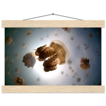 Tanz der Medusen | Jellyfish Golden - Printree.ch Fisch, Foto, Fotografie, meer, Meereslandschaft, ozean, SABRINA SIGNER, Unterwasserwelt