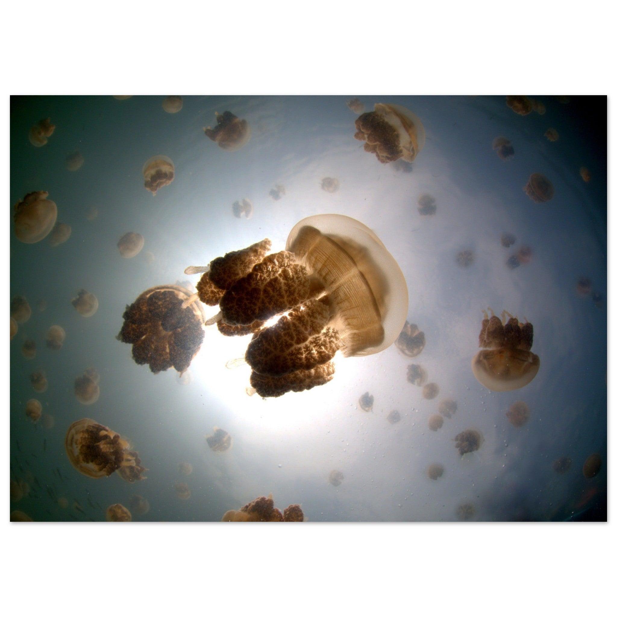 Tanz der Medusen | Jellyfish Golden - Printree.ch Fisch, Foto, Fotografie, meer, Meereslandschaft, ozean, SABRINA SIGNER, Unterwasserwelt