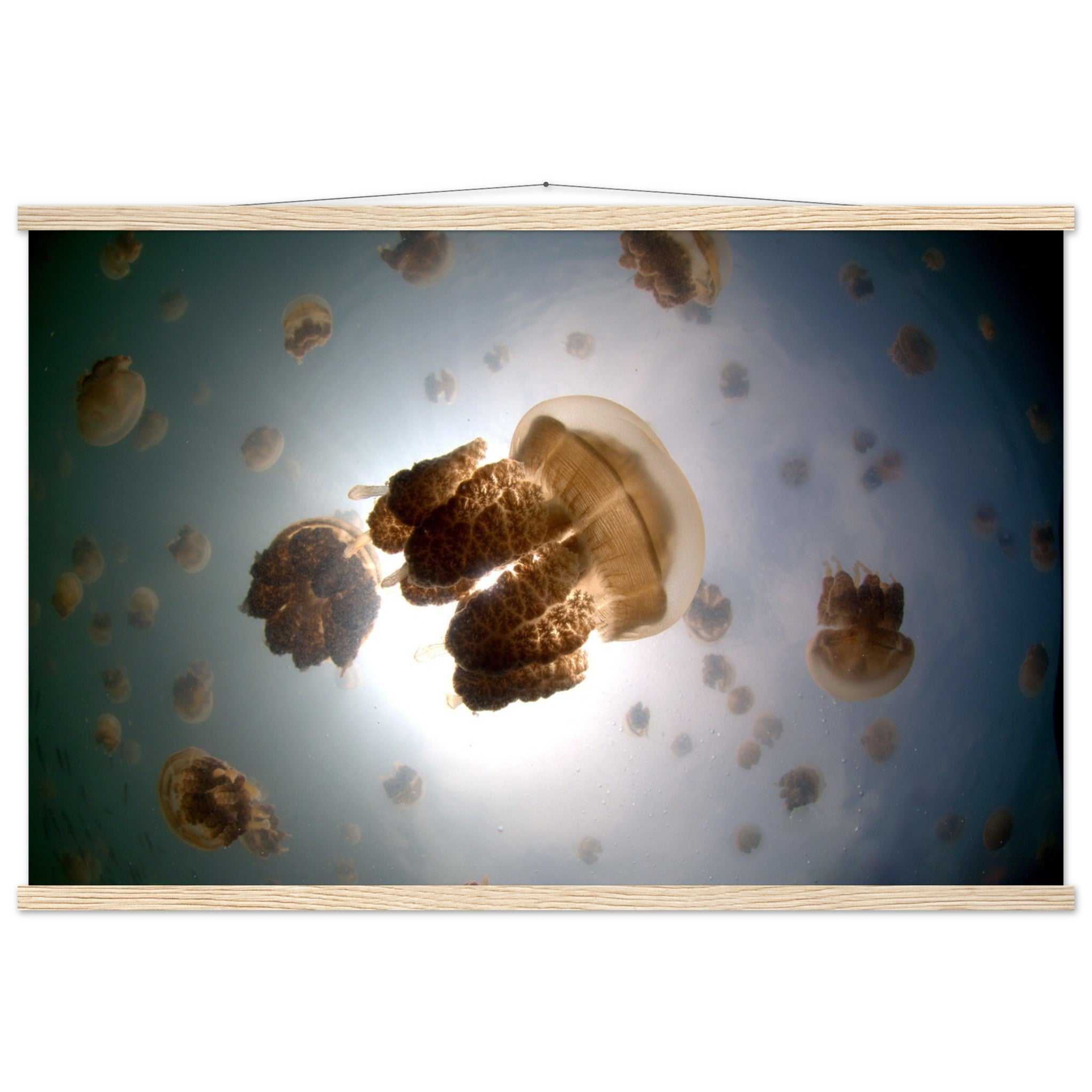 Tanz der Medusen | Jellyfish Golden - Printree.ch Fisch, Foto, Fotografie, meer, Meereslandschaft, ozean, SABRINA SIGNER, Unterwasserwelt