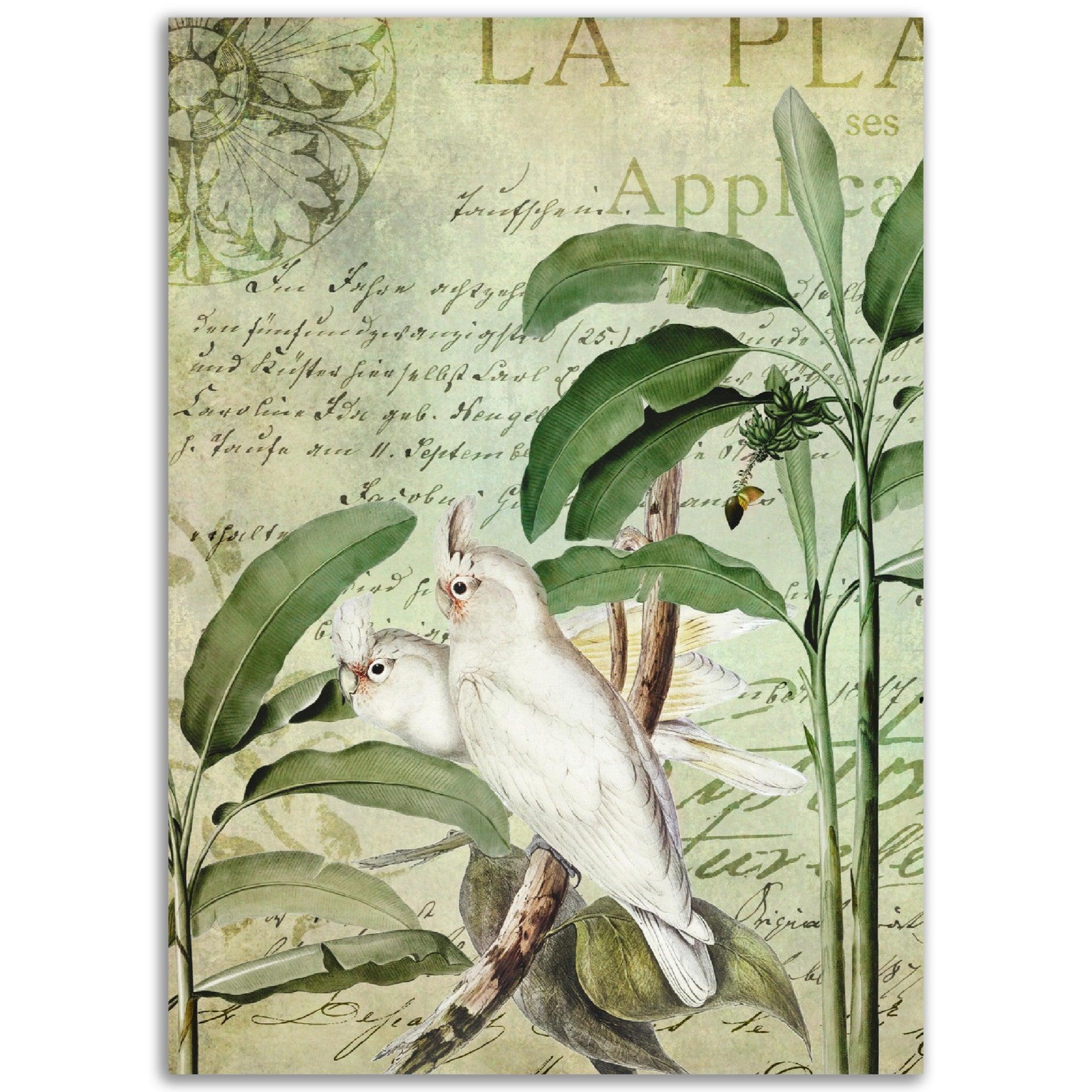 Tropical Nostalgia: The Cockatoo Jungle - Andrea Haase