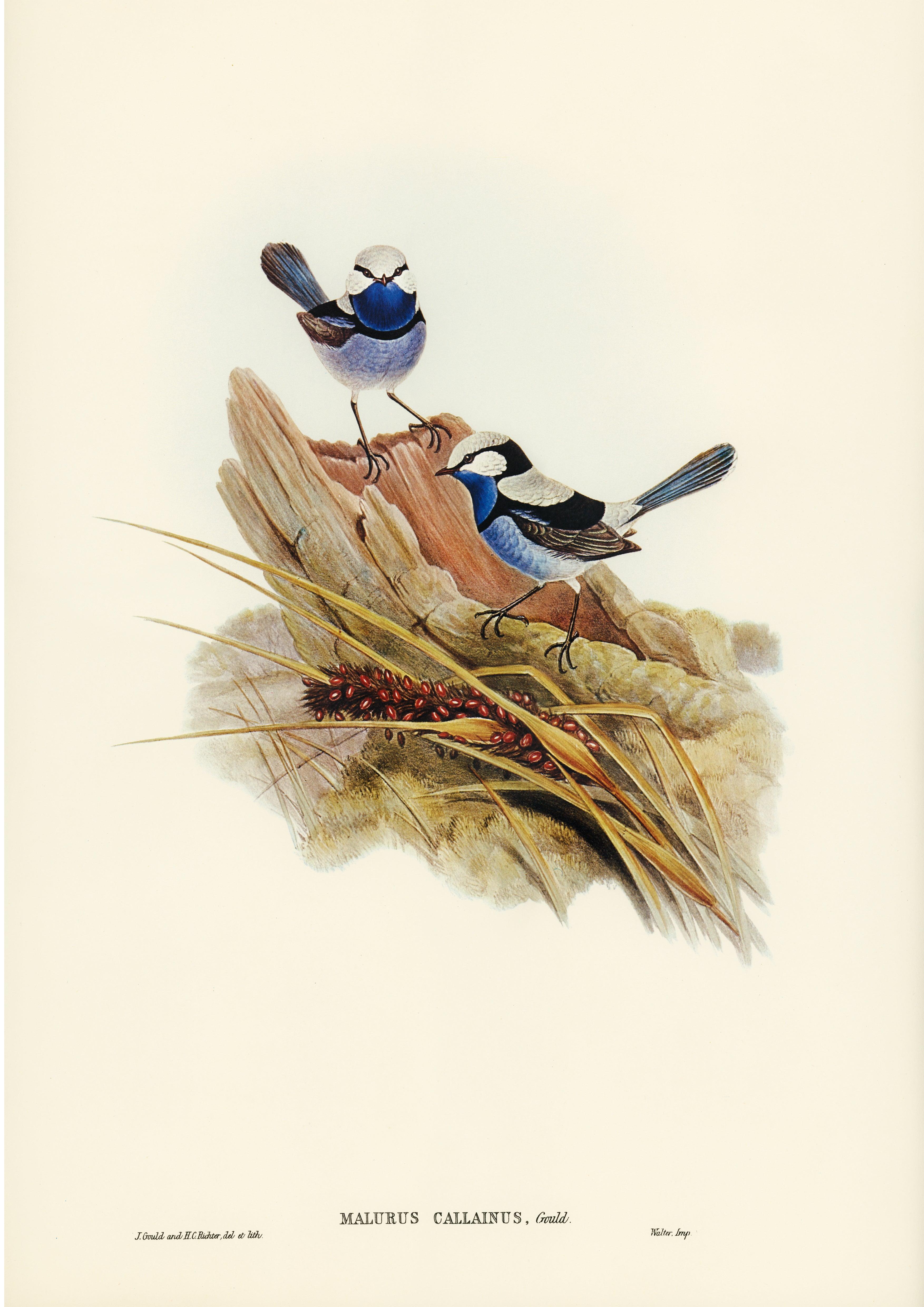 Türkisfarbener Prachtsänger (Malurus callainus), illustriert von Elizabeth Gould (1804–1841) - Printree.ch Aquarell, farbenfroh, Malerei, Ornithologie, Poster, Singvogel, vintage, Vogel, wildes Leben, wildlife