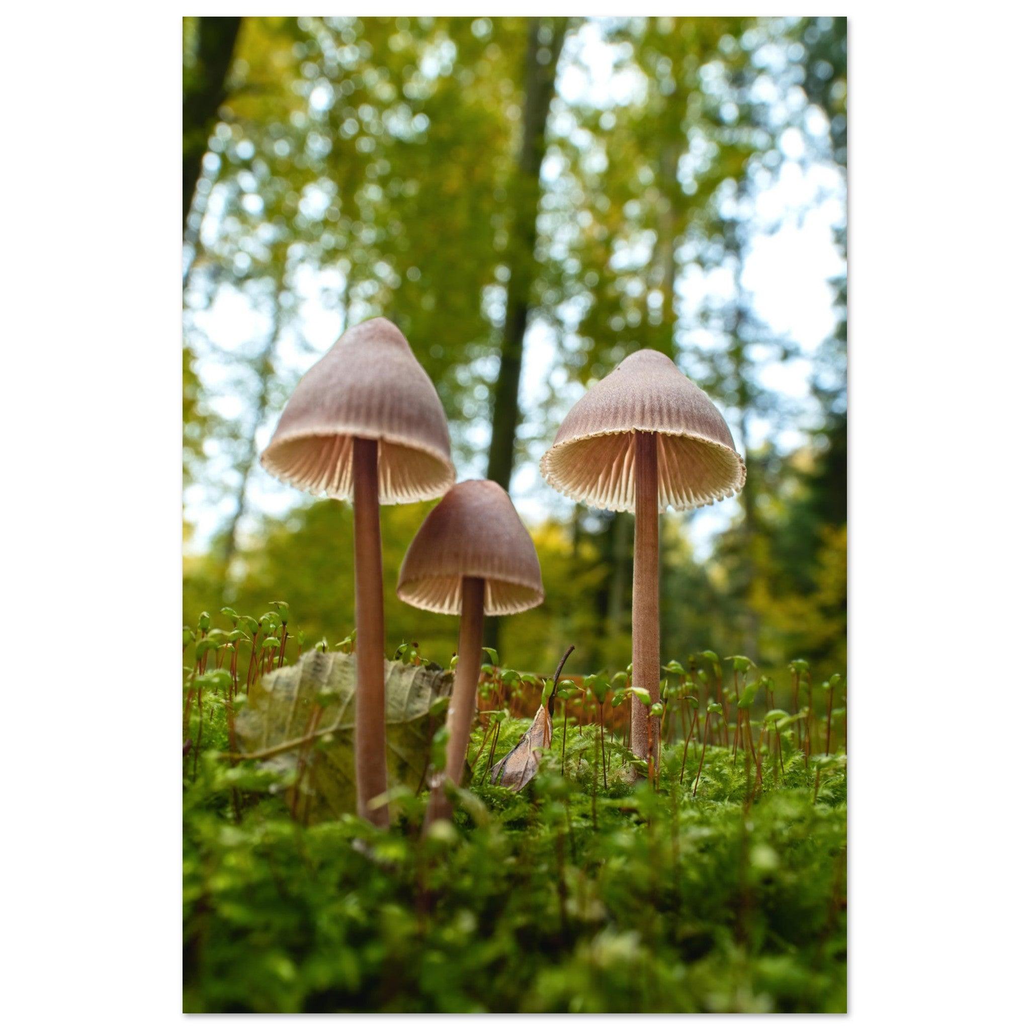 Waldgeflüster: Pilzfamilie im Herbstlicht - Printree.ch Foto, Fotografie, Makro, Makrofotografie, Martin_Reichenbach, Natur, pilz, wald, Waldgebiet