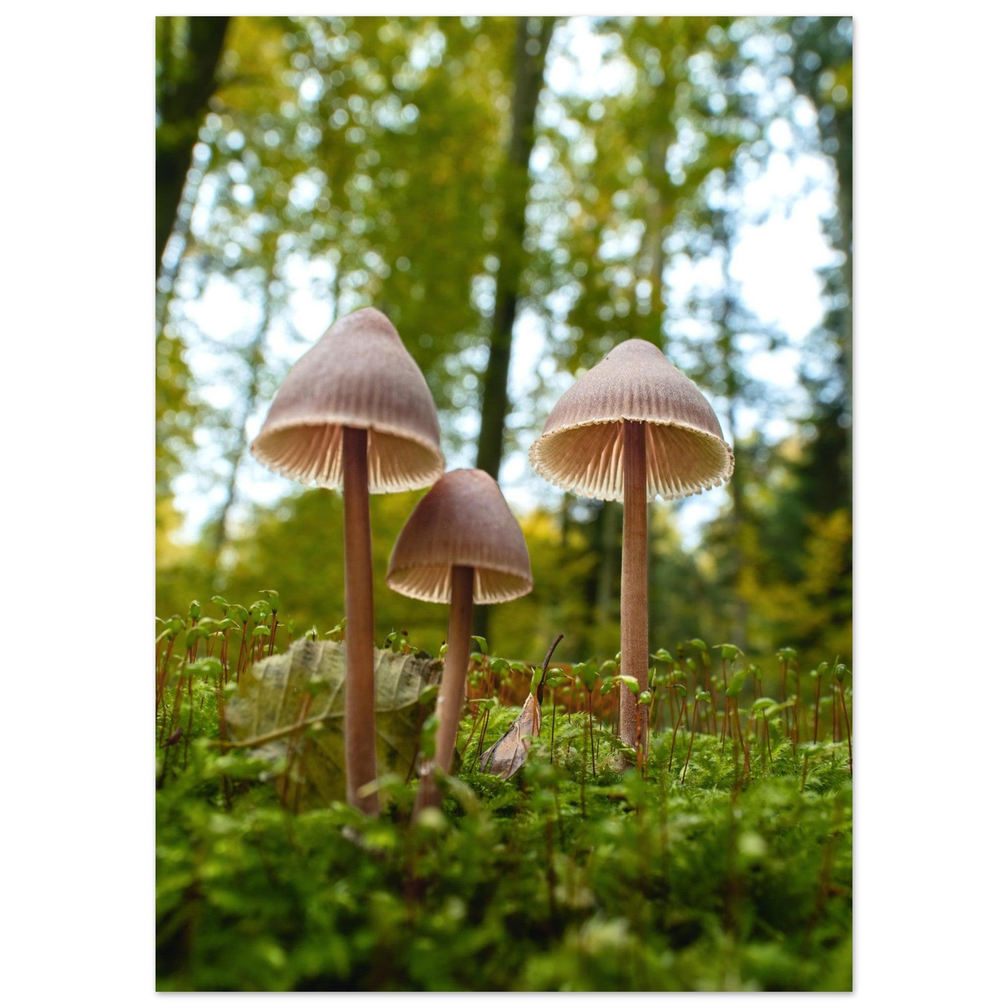 Waldgeflüster: Pilzfamilie im Herbstlicht - Printree.ch Foto, Fotografie, Makro, Makrofotografie, Martin_Reichenbach, Natur, pilz, wald, Waldgebiet