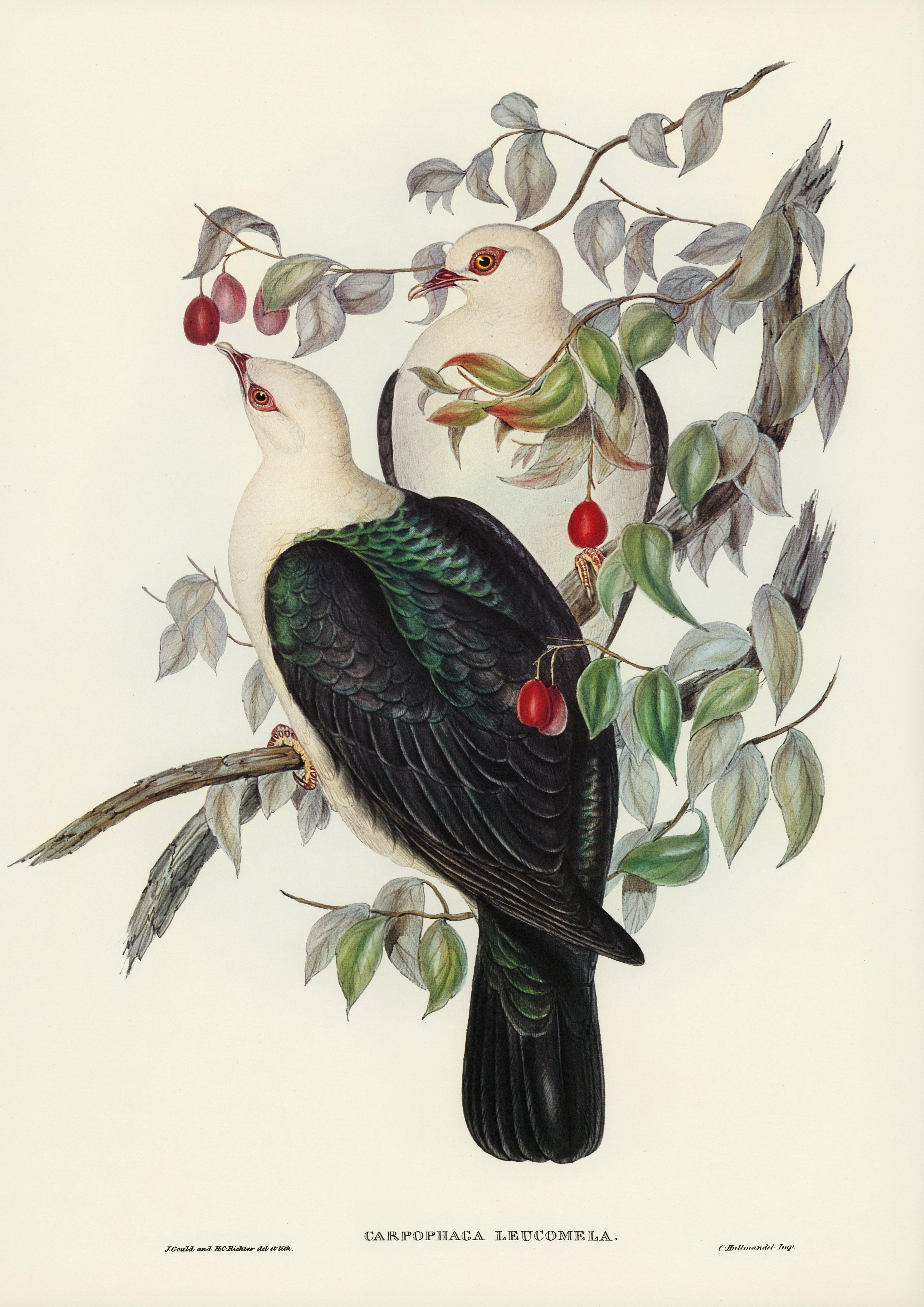 WEISSKOPFTAUBE (CARPOPHAGA LEUCOMELA) (1804–1841) _JOHN GOULD - Printree.ch Aquarell, farbenfroh, Malerei, Ornithologie, Poster, Singvogel, vintage, Vogel, wildes Leben, wildlife