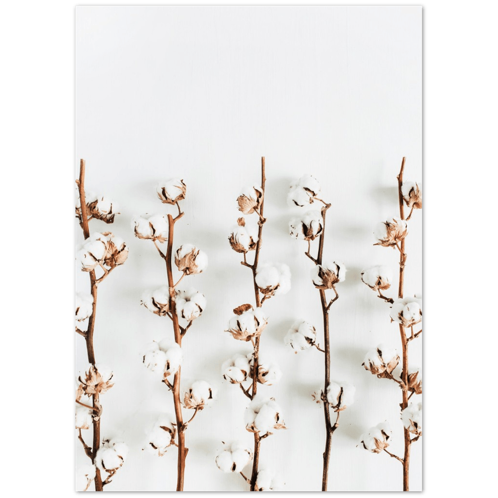 Baumwolle - Printree.ch Baumwolle, Einfachheit, Foto, Fotografie, Herbst, minimalistisch, minimalistischen Lebensstil, nachhaltig, Natur, natürliche Materialien, Pflanzenfaser, schlicht, Textilien, Weichheit