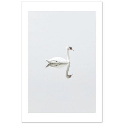 Der Schwan - Printree.ch Foto, Fotografie, Minimal, minimalistisch, schwan, Tier, Wildtiere