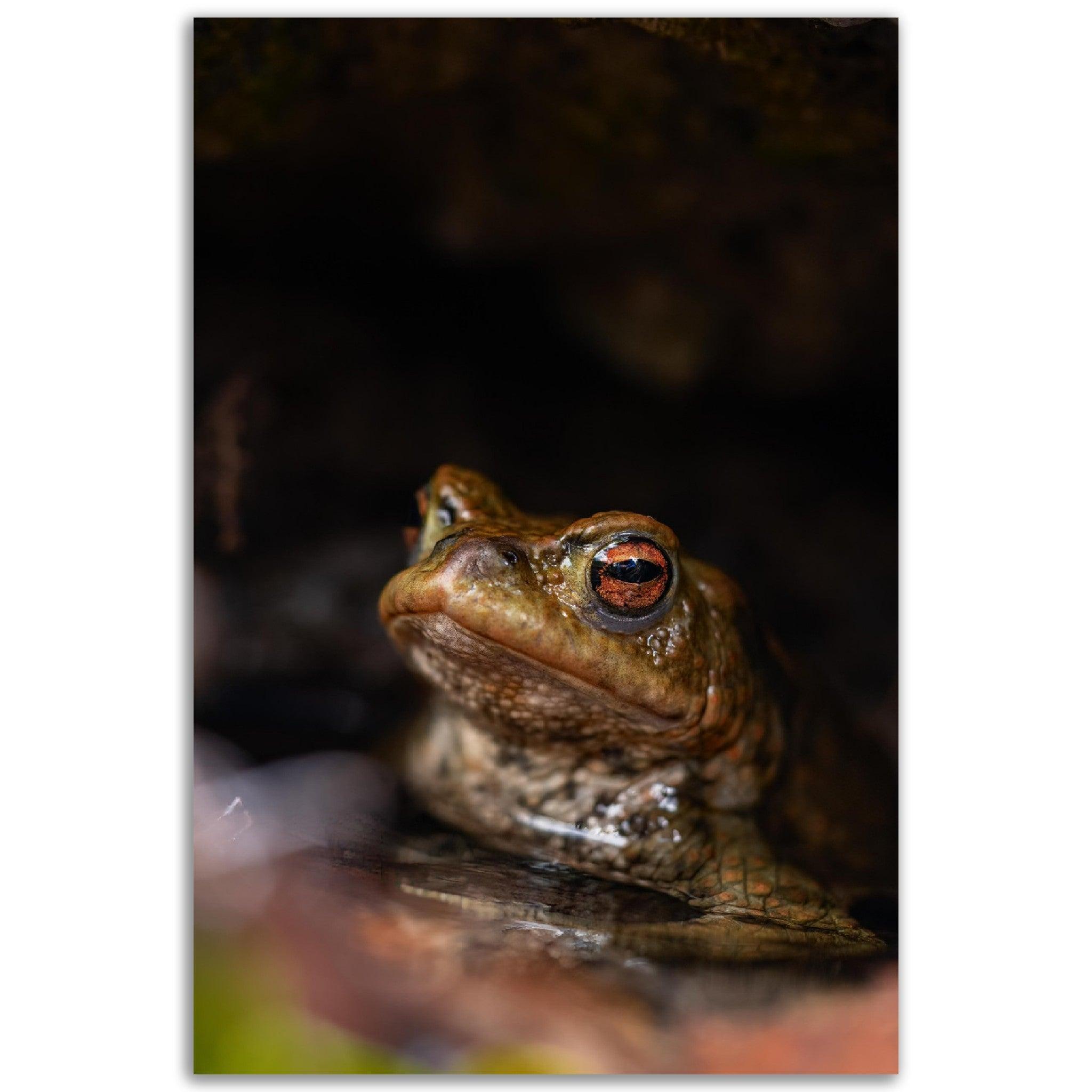 Erdkröte 1 - Printree.ch amphibisch, biologie, fauna, Foto, Fotografie, frosch, gemeinsam, kröte, makro, Martin_Reichenbach, nahaufnahme, natur, teich, tier, wild