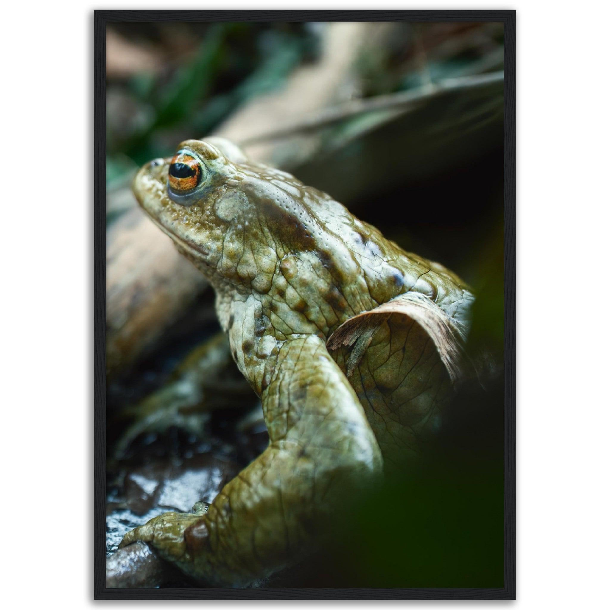 Erdkröte 3 - Printree.ch amphibisch, biologie, fauna, Foto, Fotografie, frosch, gemeinsam, kröte, makro, Martin_Reichenbach, nahaufnahme, natur, teich, tier, wild