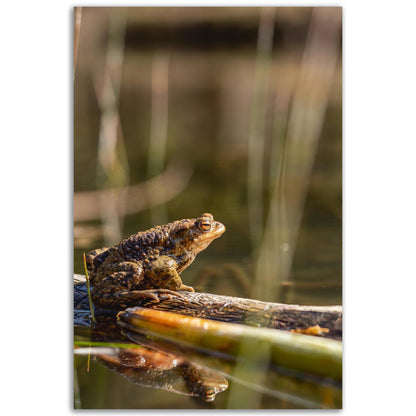 Erdkröte 4 - Printree.ch amphibisch, biologie, fauna, Foto, Fotografie, frosch, gemeinsam, kröte, makro, Martin_Reichenbach, nahaufnahme, natur, teich, tier, wild