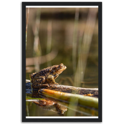 Erdkröte 4 - Printree.ch amphibisch, biologie, fauna, Foto, Fotografie, frosch, gemeinsam, kröte, makro, Martin_Reichenbach, nahaufnahme, natur, teich, tier, wild