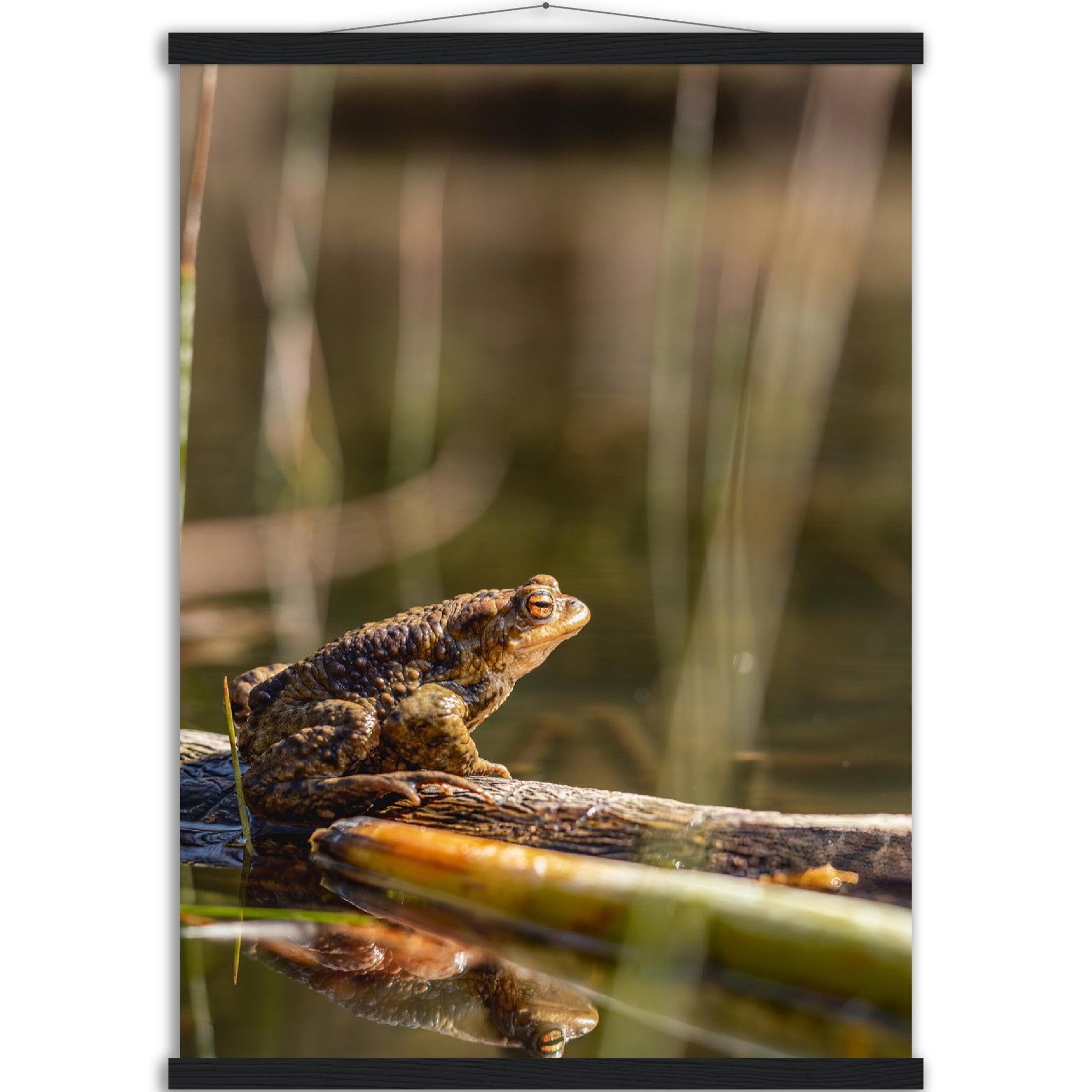 Erdkröte 4 - Printree.ch amphibisch, biologie, fauna, Foto, Fotografie, frosch, gemeinsam, kröte, makro, Martin_Reichenbach, nahaufnahme, natur, teich, tier, wild