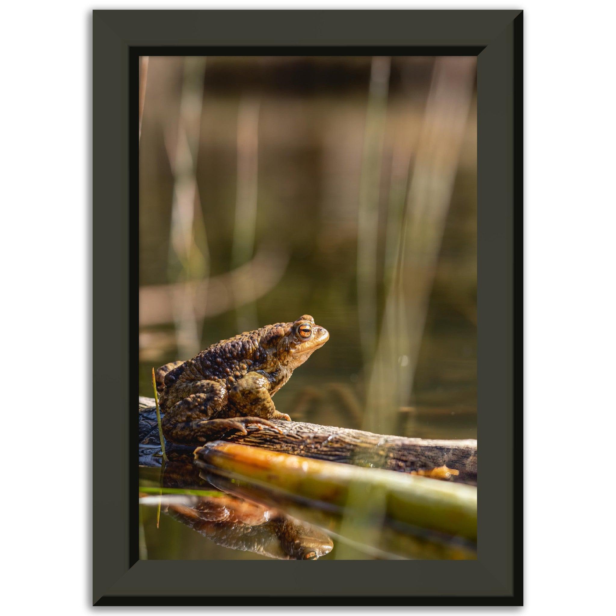 Erdkröte 4 - Printree.ch amphibisch, biologie, fauna, Foto, Fotografie, frosch, gemeinsam, kröte, makro, Martin_Reichenbach, nahaufnahme, natur, teich, tier, wild