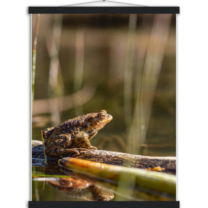 Erdkröte 4 - Printree.ch amphibisch, biologie, fauna, Foto, Fotografie, frosch, gemeinsam, kröte, makro, Martin_Reichenbach, nahaufnahme, natur, teich, tier, wild