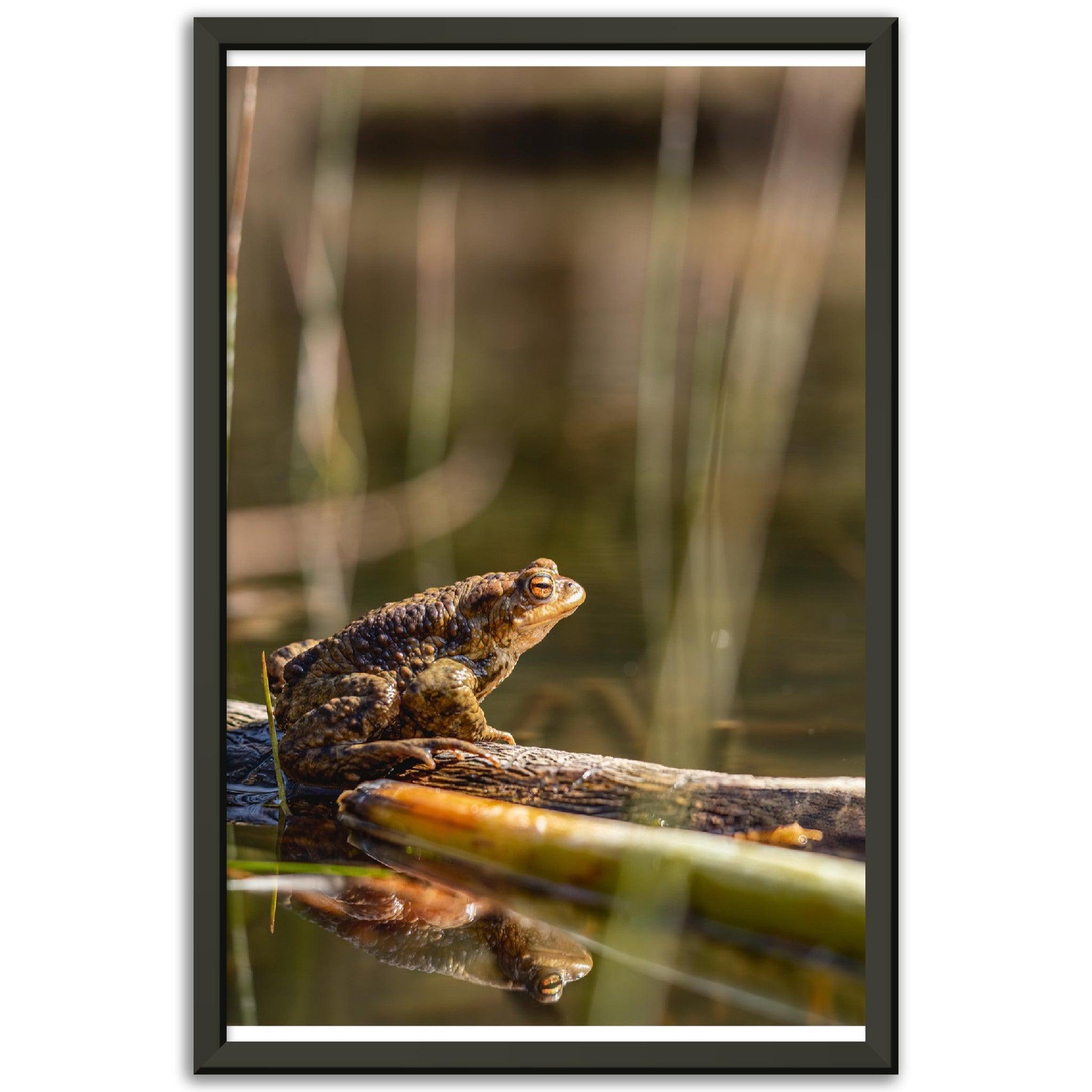 Erdkröte 4 - Printree.ch amphibisch, biologie, fauna, Foto, Fotografie, frosch, gemeinsam, kröte, makro, Martin_Reichenbach, nahaufnahme, natur, teich, tier, wild