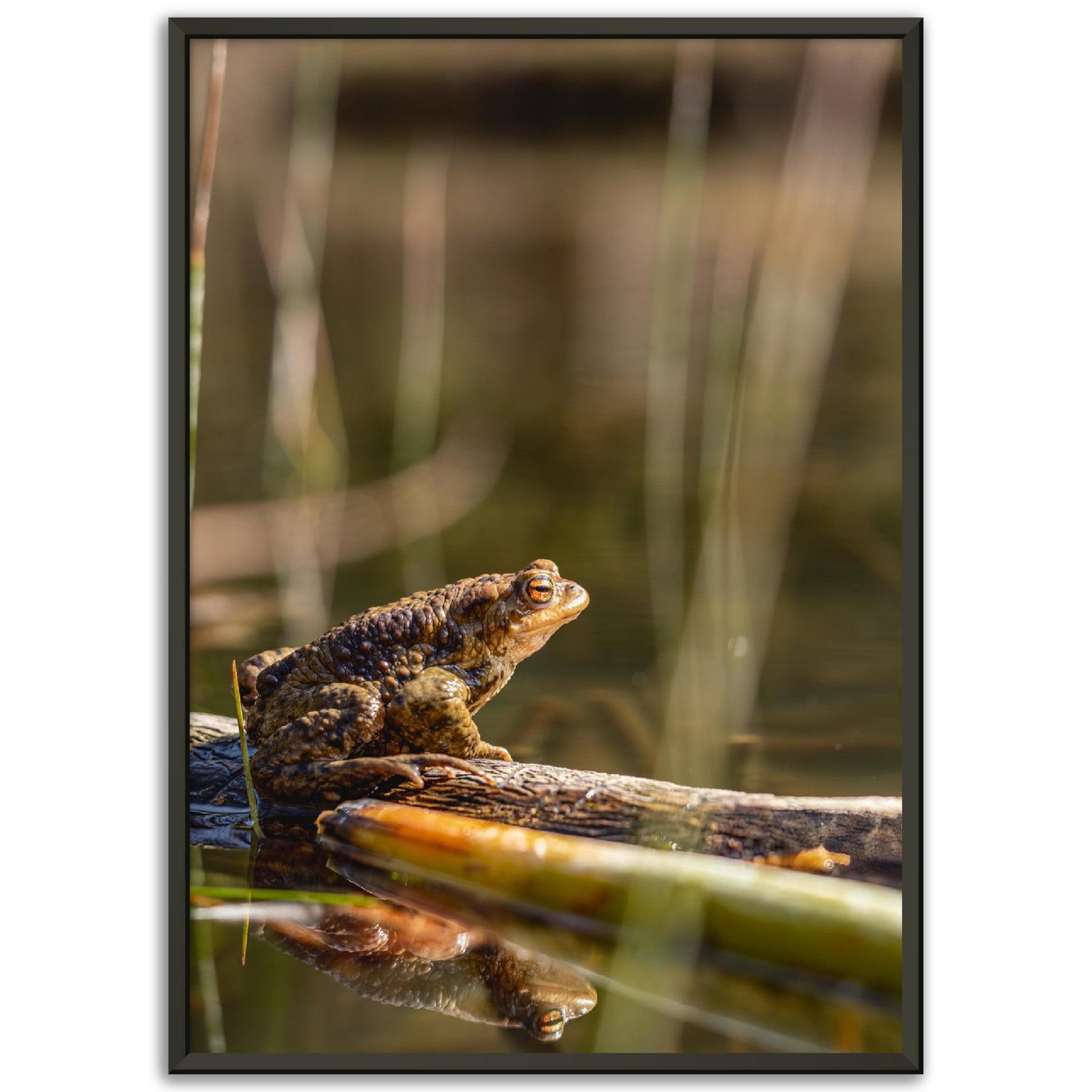 Erdkröte 4 - Printree.ch amphibisch, biologie, fauna, Foto, Fotografie, frosch, gemeinsam, kröte, makro, Martin_Reichenbach, nahaufnahme, natur, teich, tier, wild