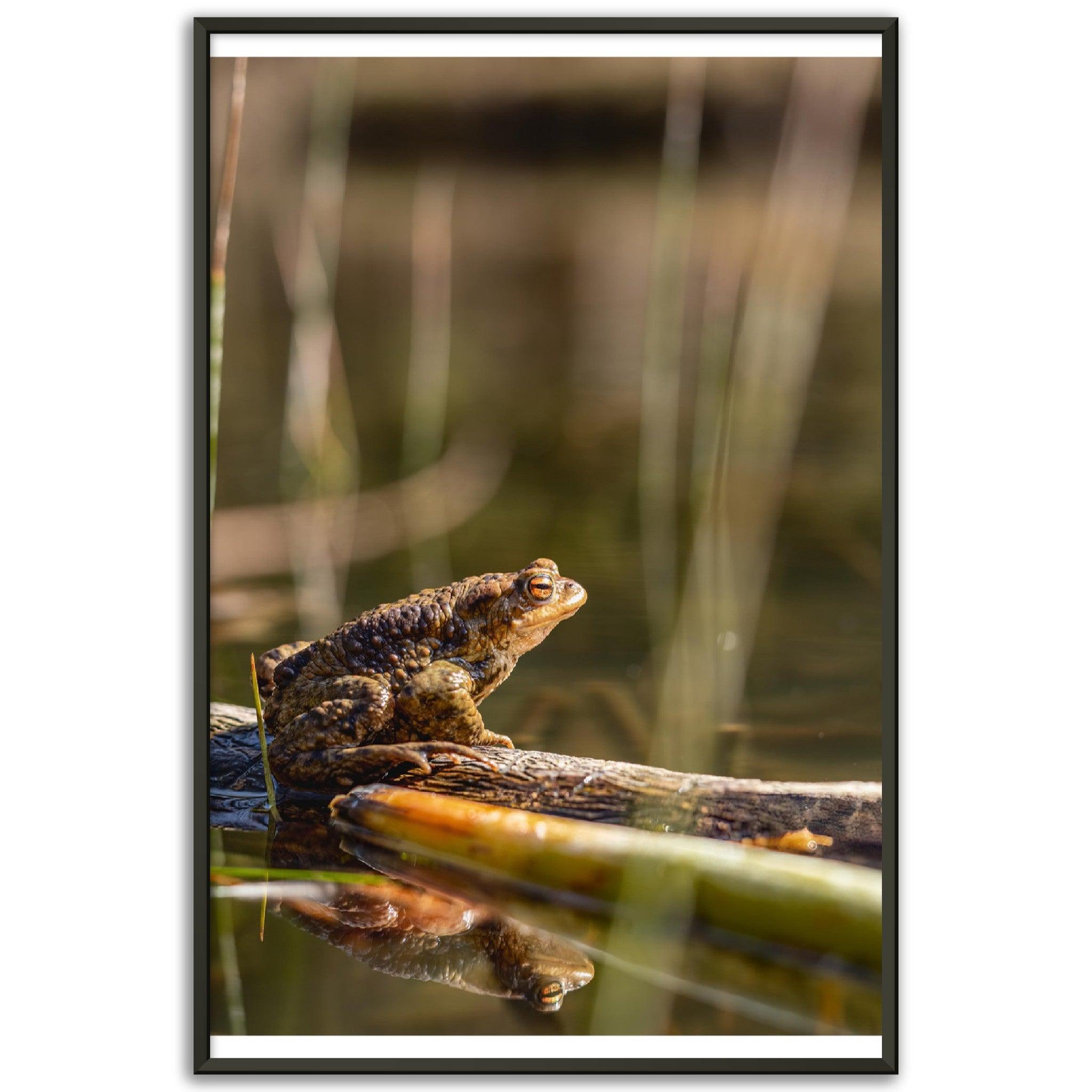 Erdkröte 4 - Printree.ch amphibisch, biologie, fauna, Foto, Fotografie, frosch, gemeinsam, kröte, makro, Martin_Reichenbach, nahaufnahme, natur, teich, tier, wild